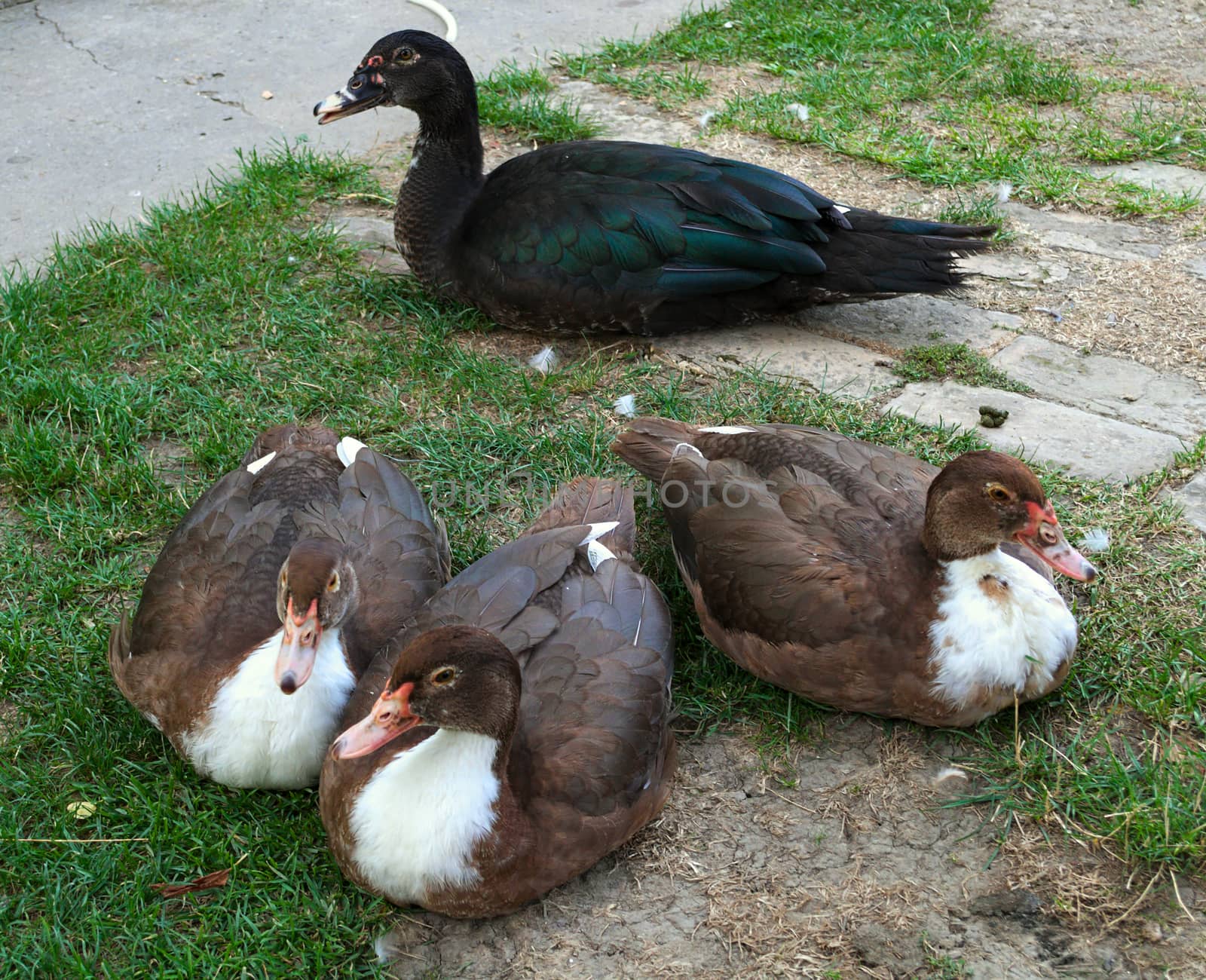 4 cute ducks posing proudly in the yard by sheriffkule