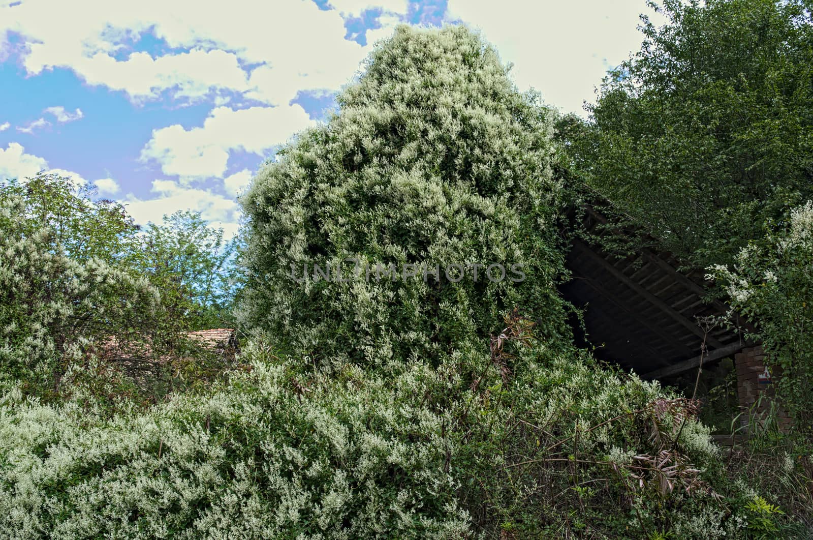 Abandoned barn being swallowed by huge climbing plant by sheriffkule