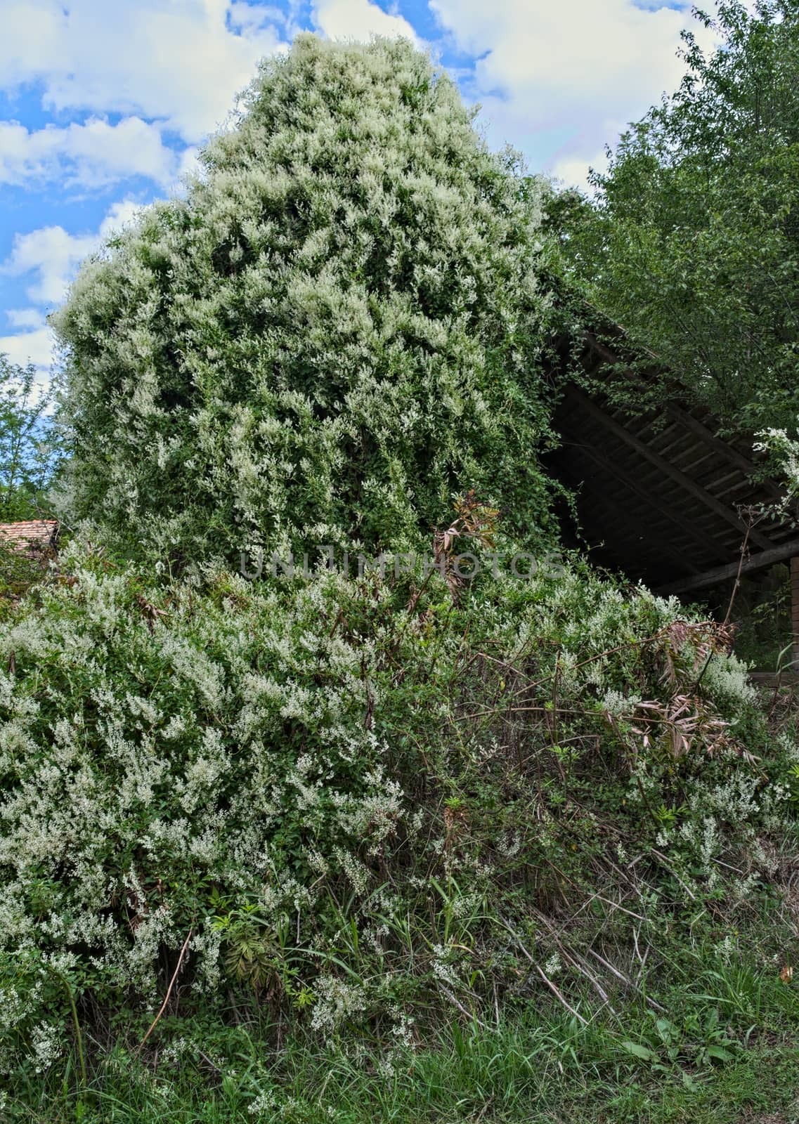 Abandoned barn being swallowed by huge climbing plant