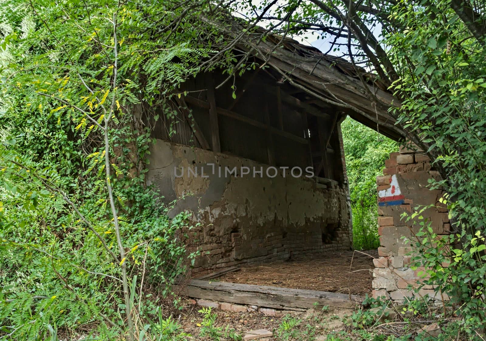 Abandoned barn surrounded by bunch of plants and trees by sheriffkule