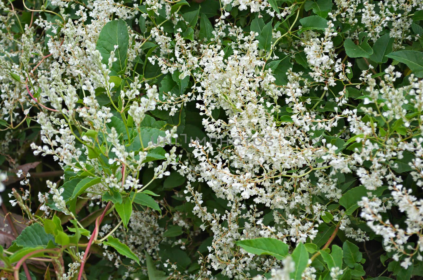 Climbing plant blooming white flowers, close up