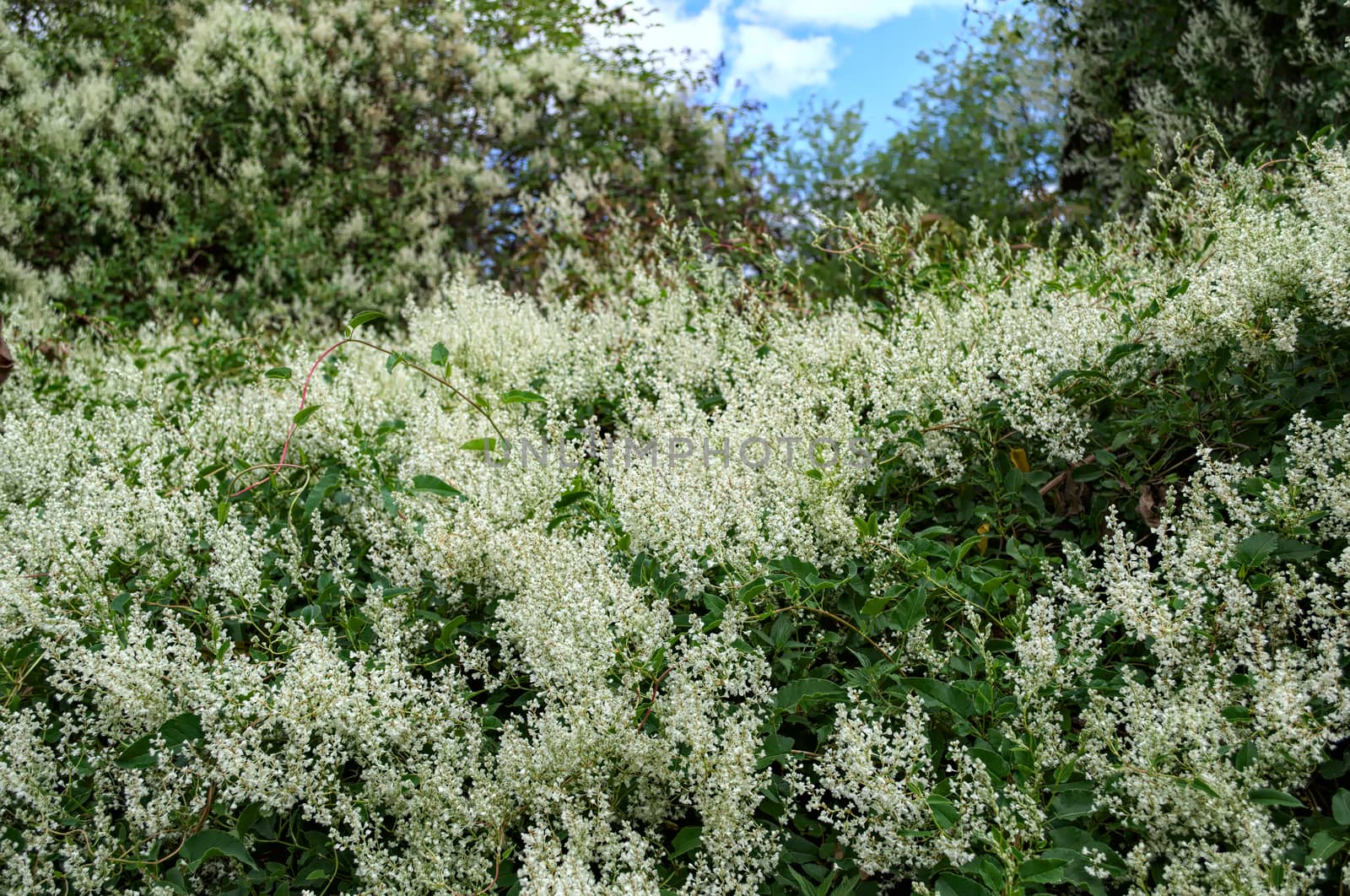 Climbing plant abundance of blooming white flowers by sheriffkule