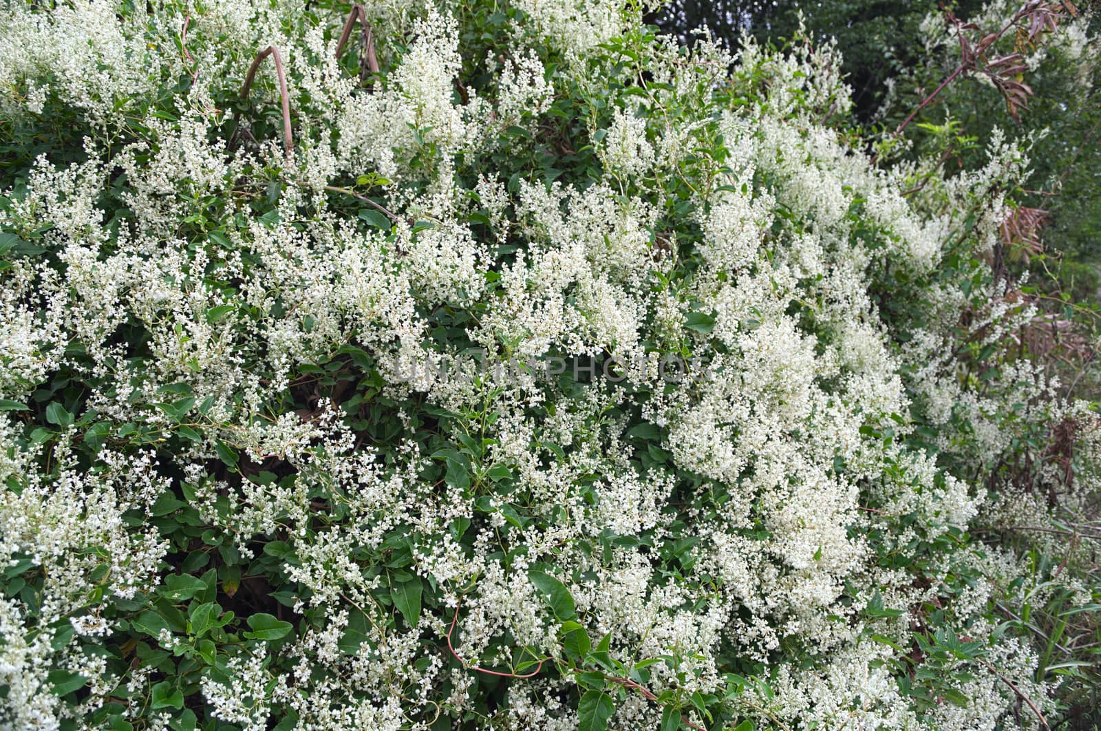 Climbing plant abundance of blooming white flowers