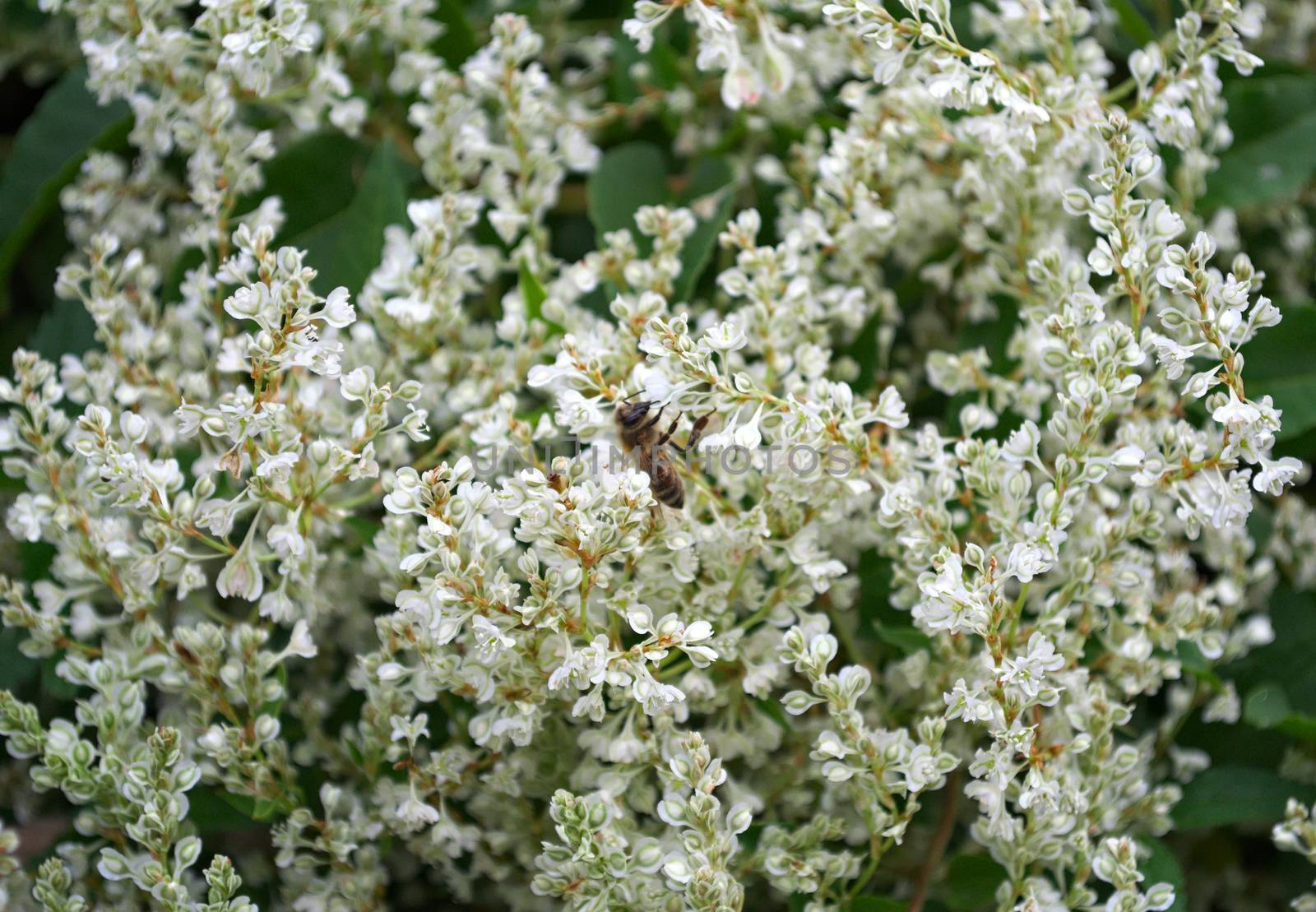 Bee working on climbing plant white flowers by sheriffkule