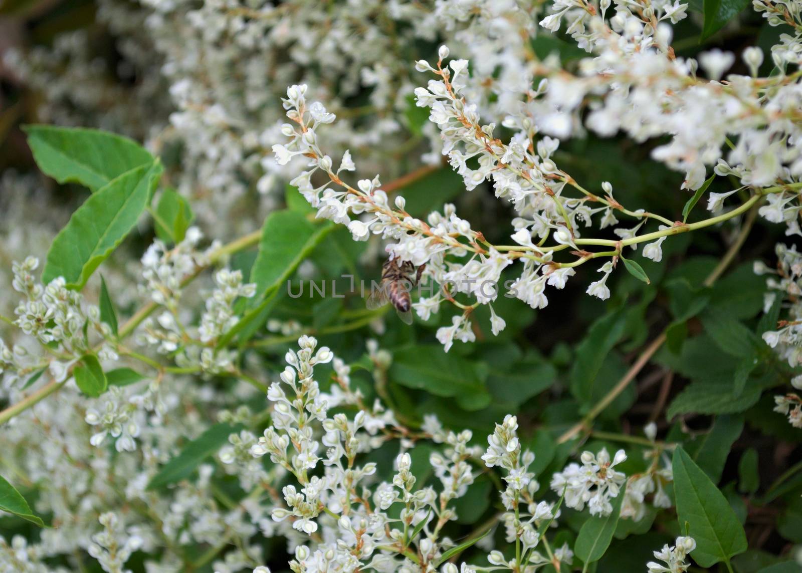 Bee working on climbing plant white flowers by sheriffkule