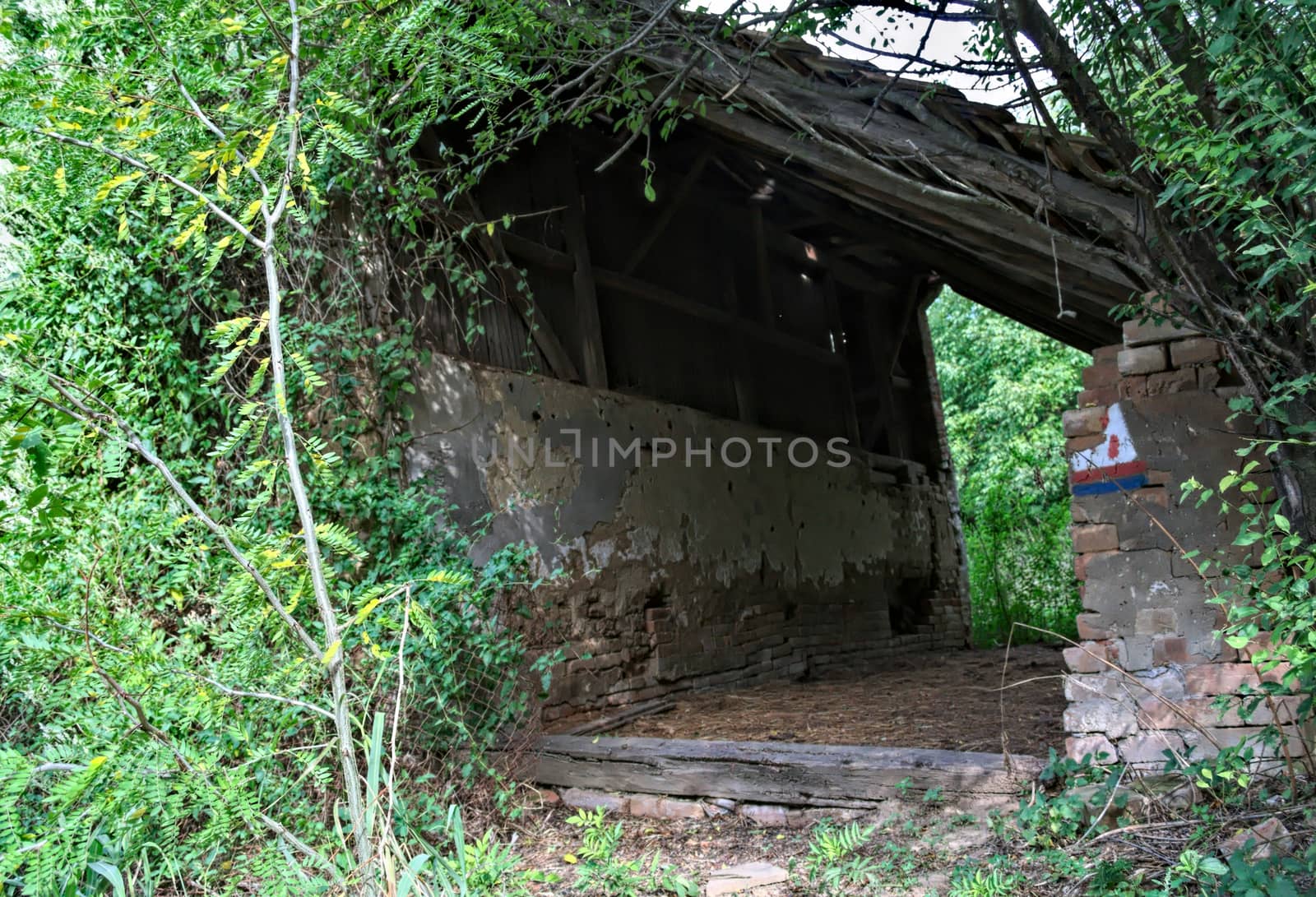 Abandoned barn surrounded by bunch of plants and trees by sheriffkule