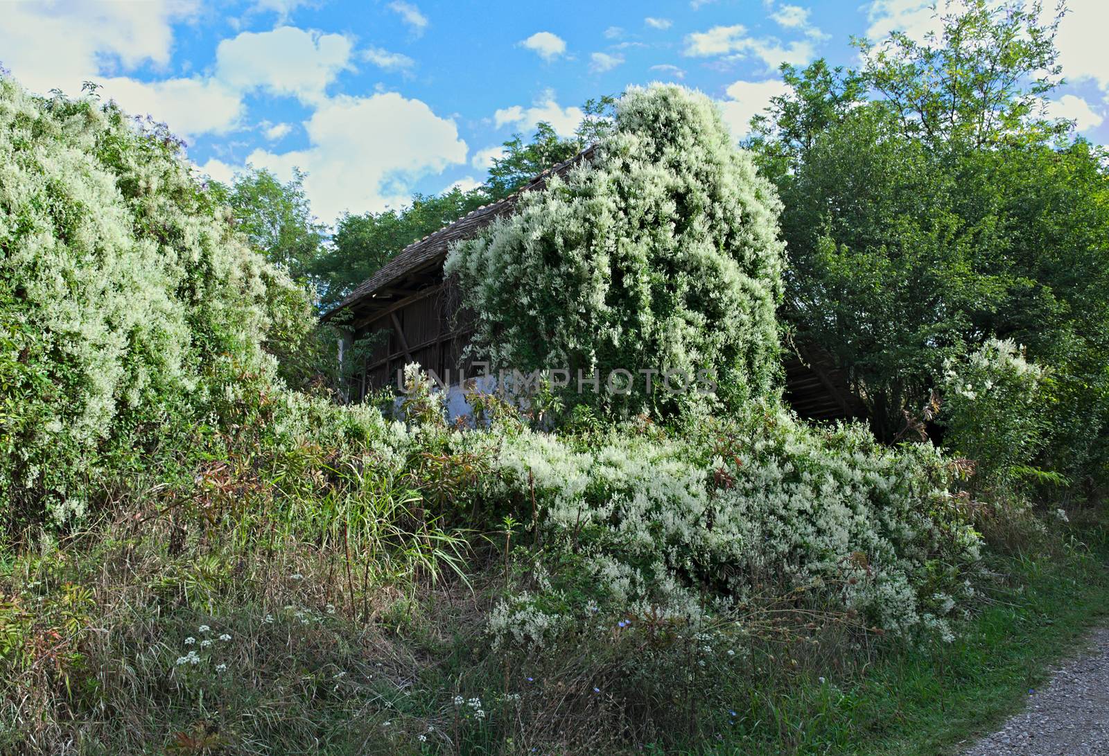 Abandoned barn being swallowed by huge climbing plant by sheriffkule