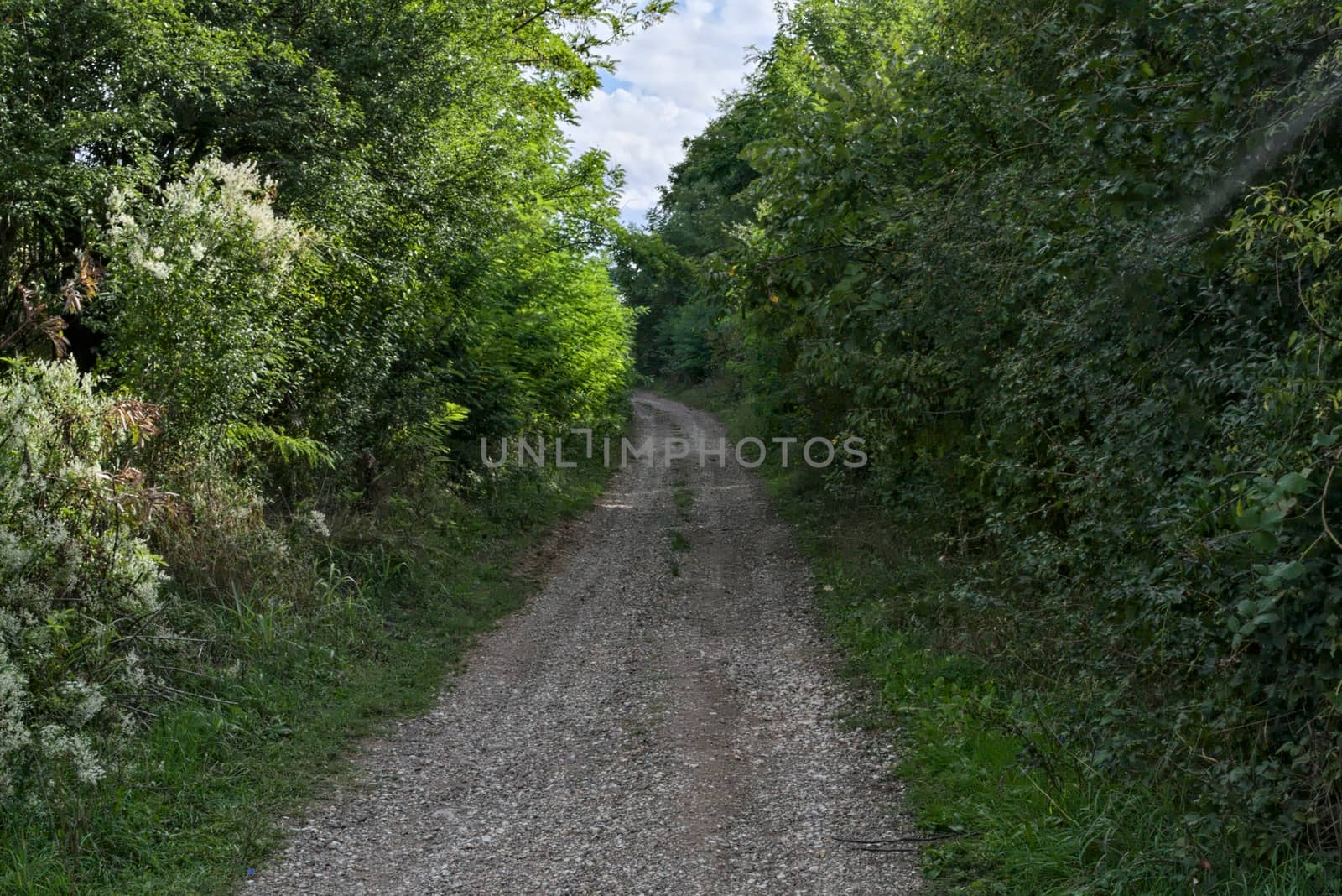 Empty rural dirt countryside road surrounded by forest by sheriffkule