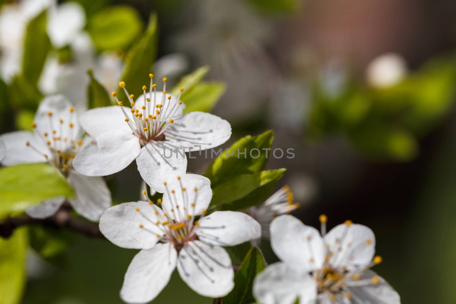Photo of a beautiful white spring flower.
