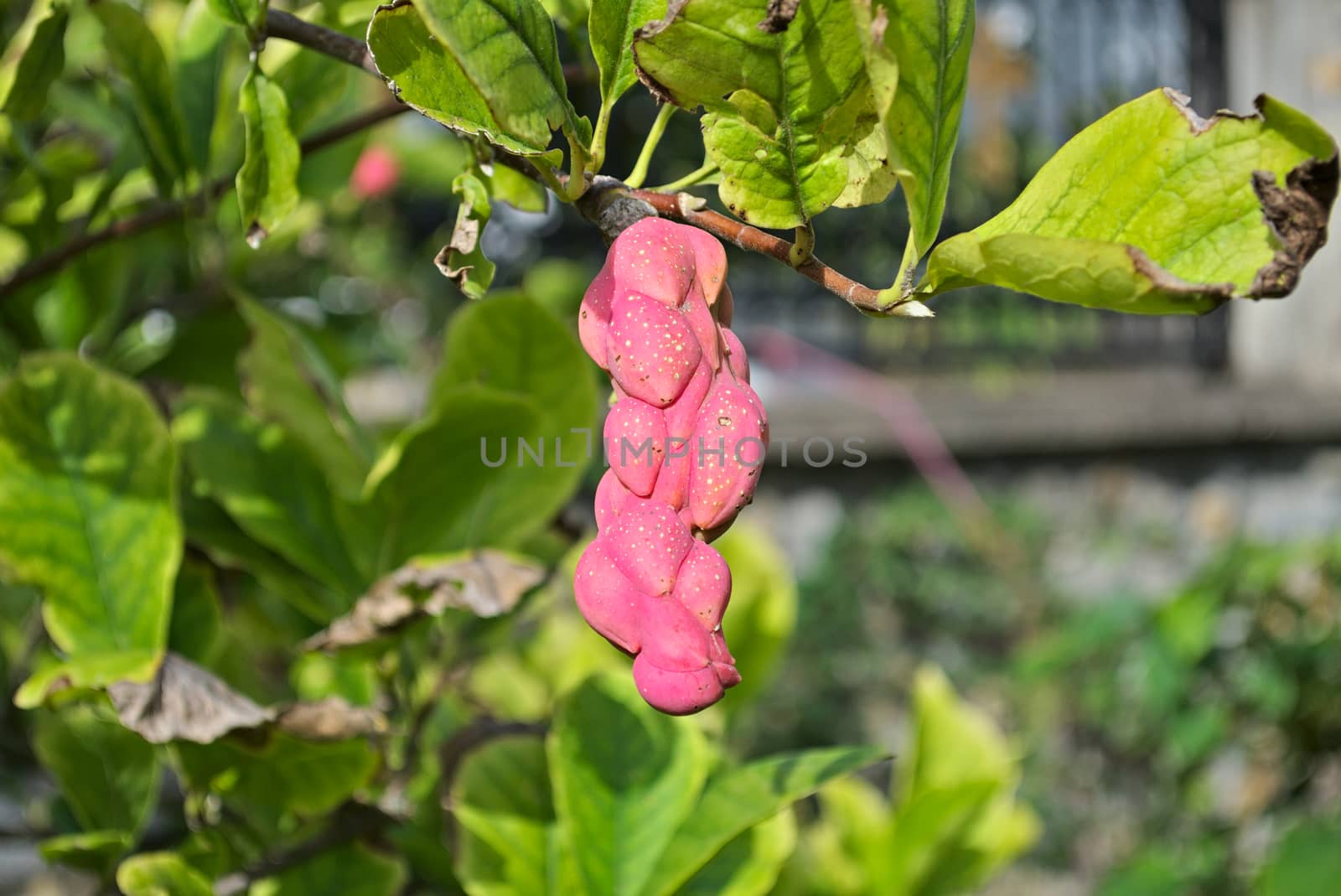 Strange pink berry fruit, close up by sheriffkule