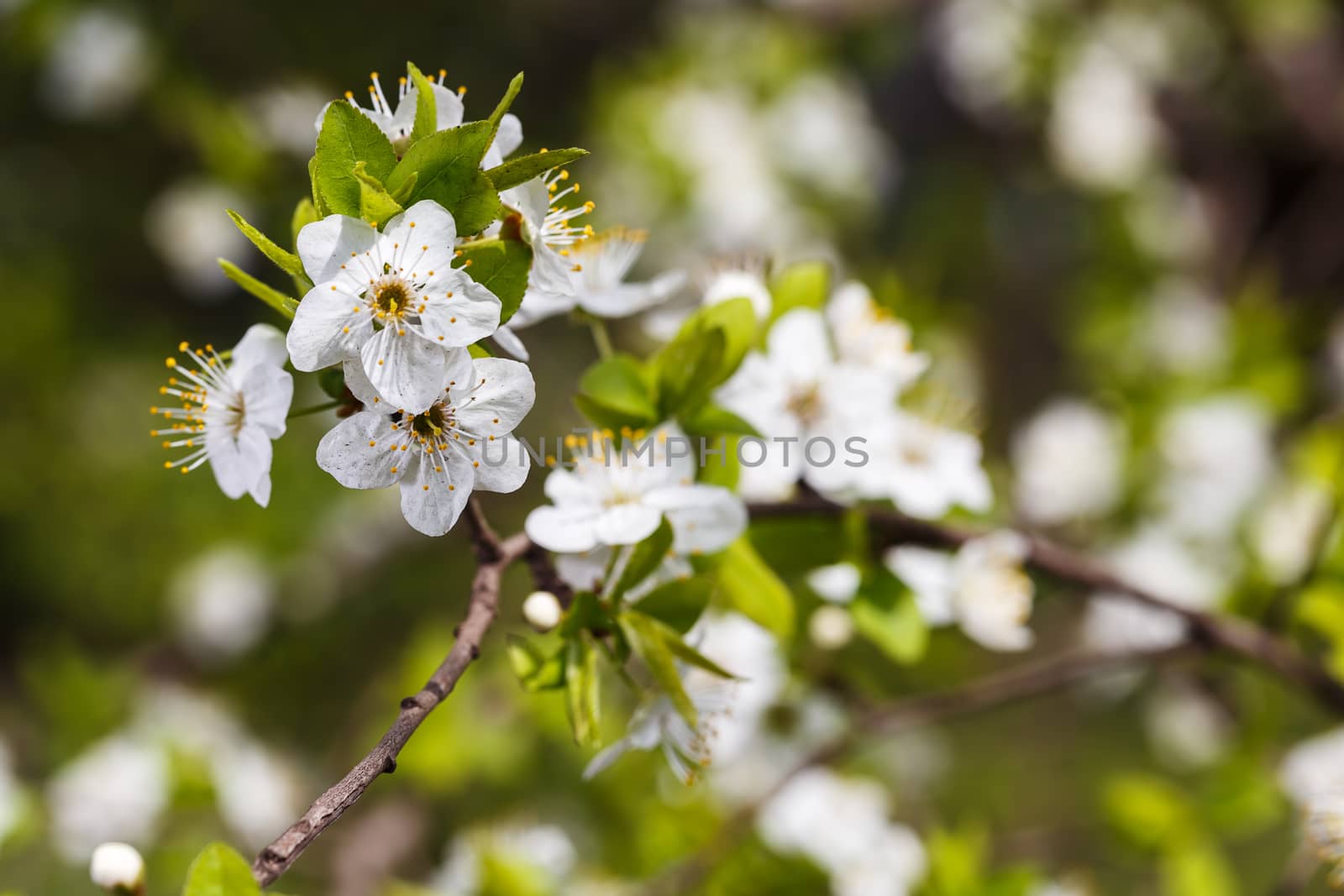 Photo of a beautiful white spring flower.
