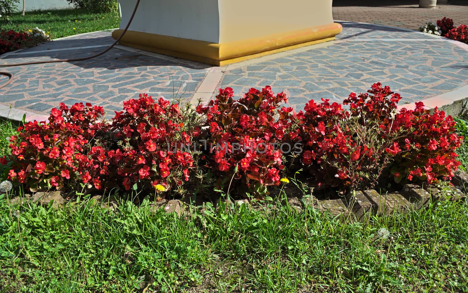 Plants blooming red flowers in monastery garden, serbia by sheriffkule