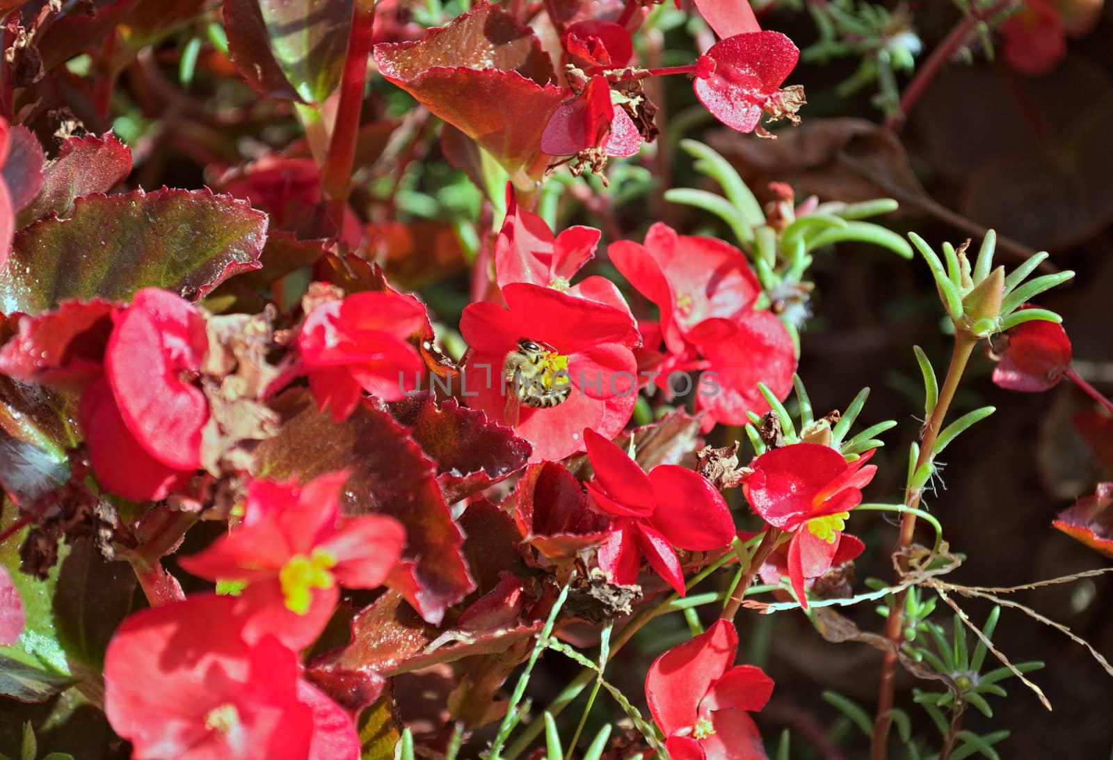 Plants blooming red flowers in monastery garden, closeup by sheriffkule