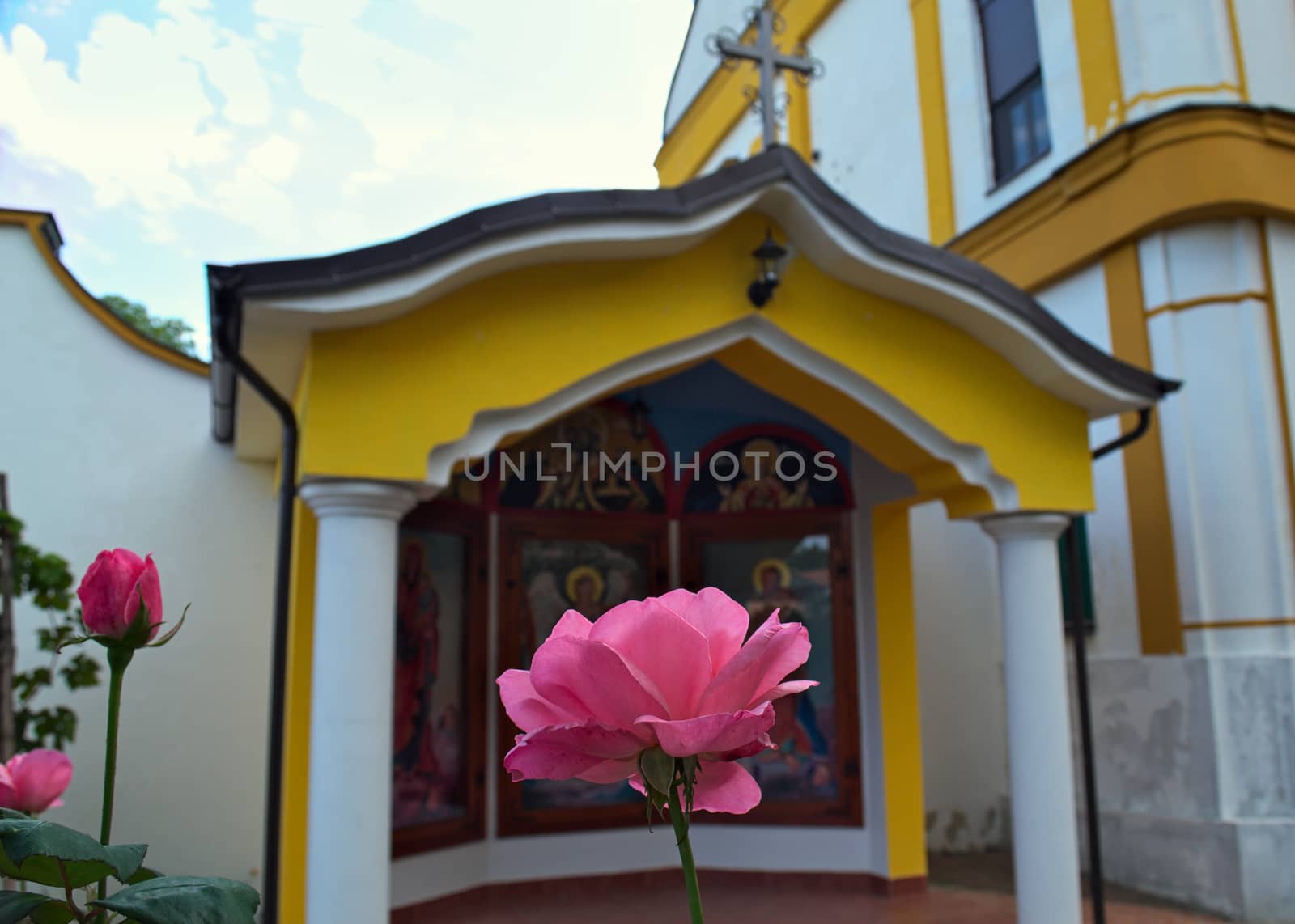 Pink rose in front of small open chapel in monastery