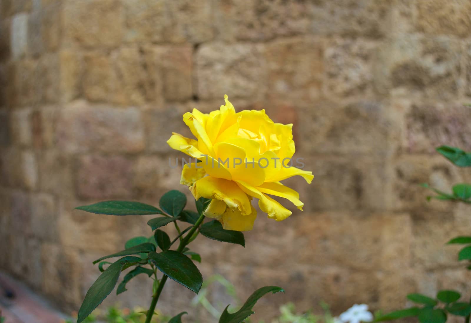 Beautiful yellow rose in full bloom in front of stone wall by sheriffkule