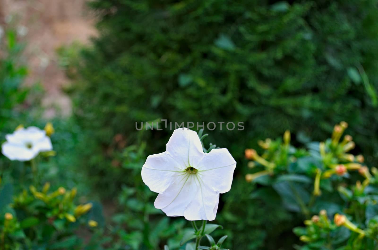 Medium blooming white flower in monastery garden by sheriffkule