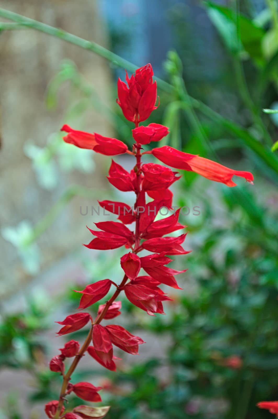 Beautiful blooming salvia red flower in monastery garden by sheriffkule