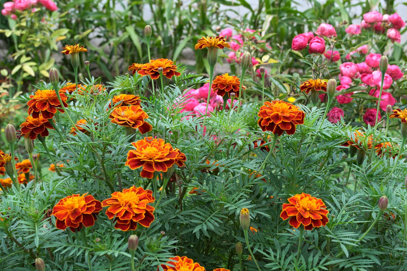 Marigold blooming with orange and yellow flowers in garden