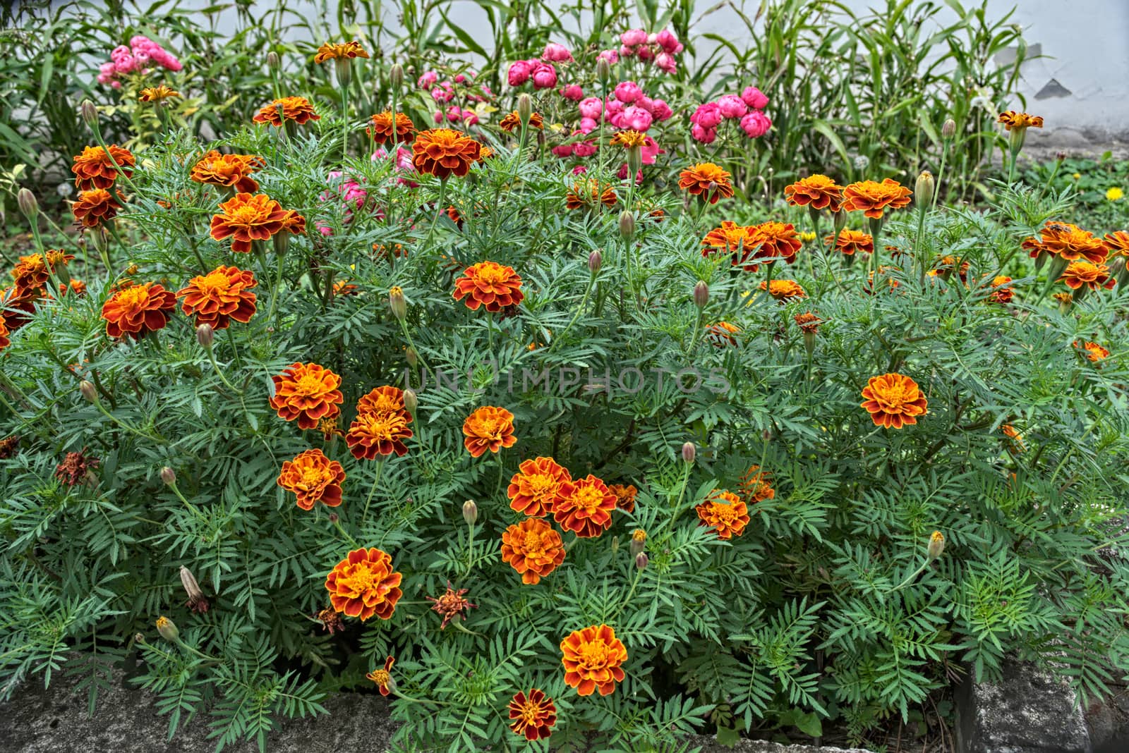 Marigold blooming with orange and yellow flowers in garden by sheriffkule