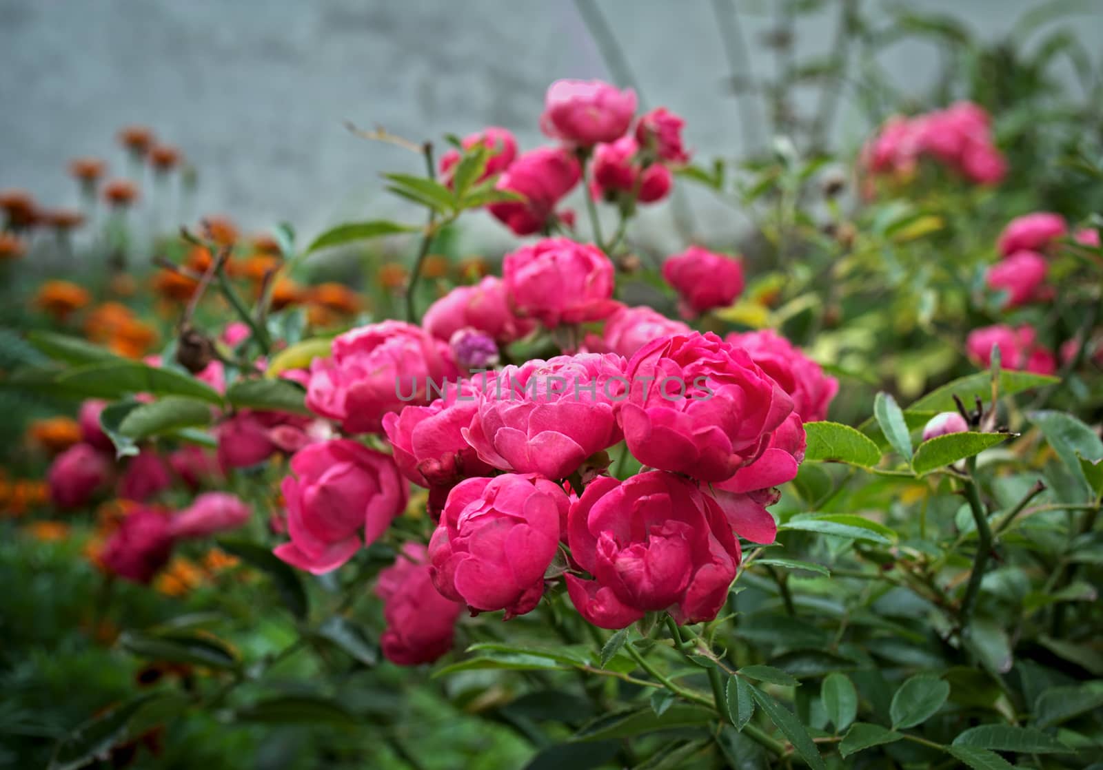 Plant blooming with pink flowers in garden