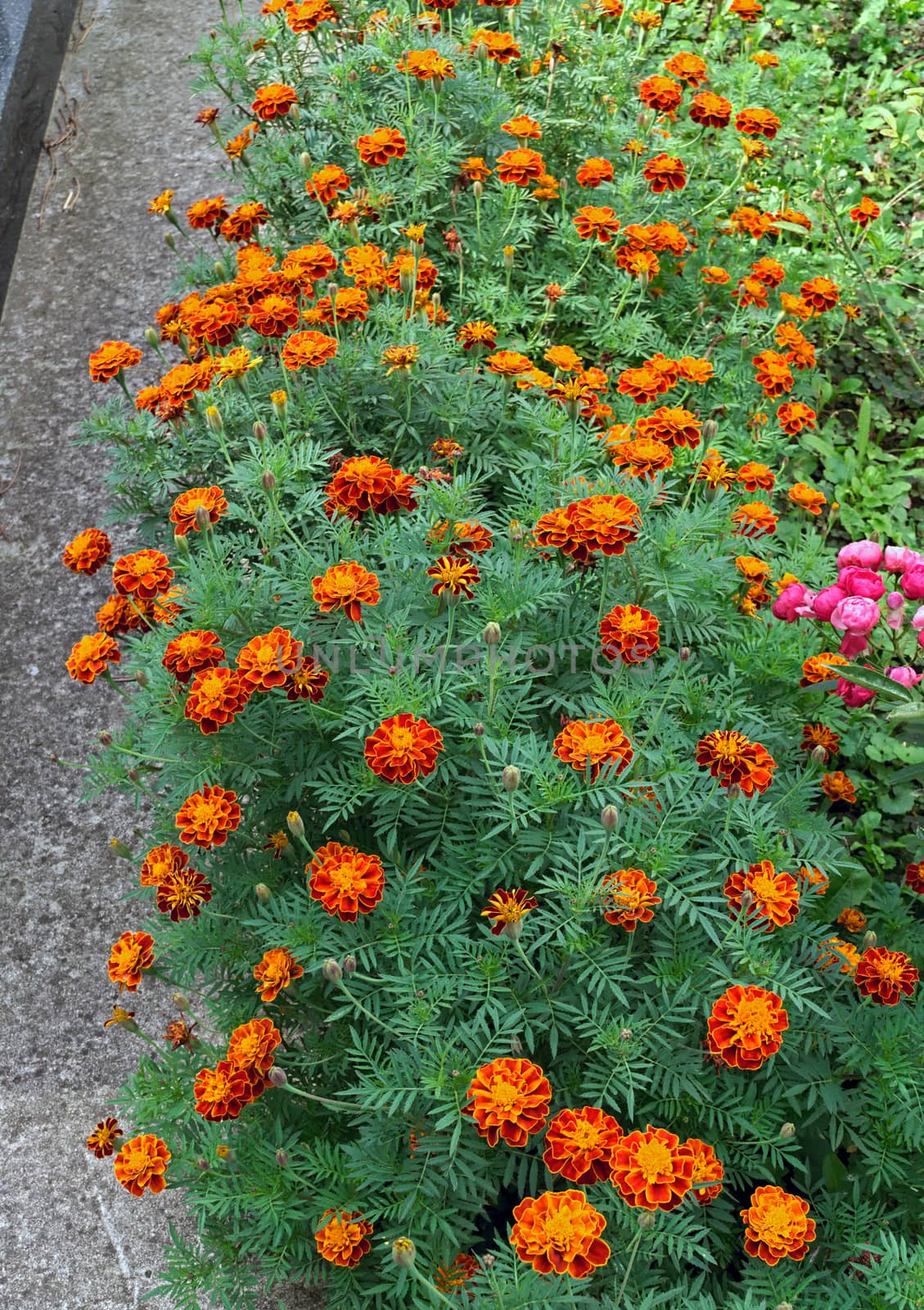 Marigold blooming with orange and yellow flowers in garden