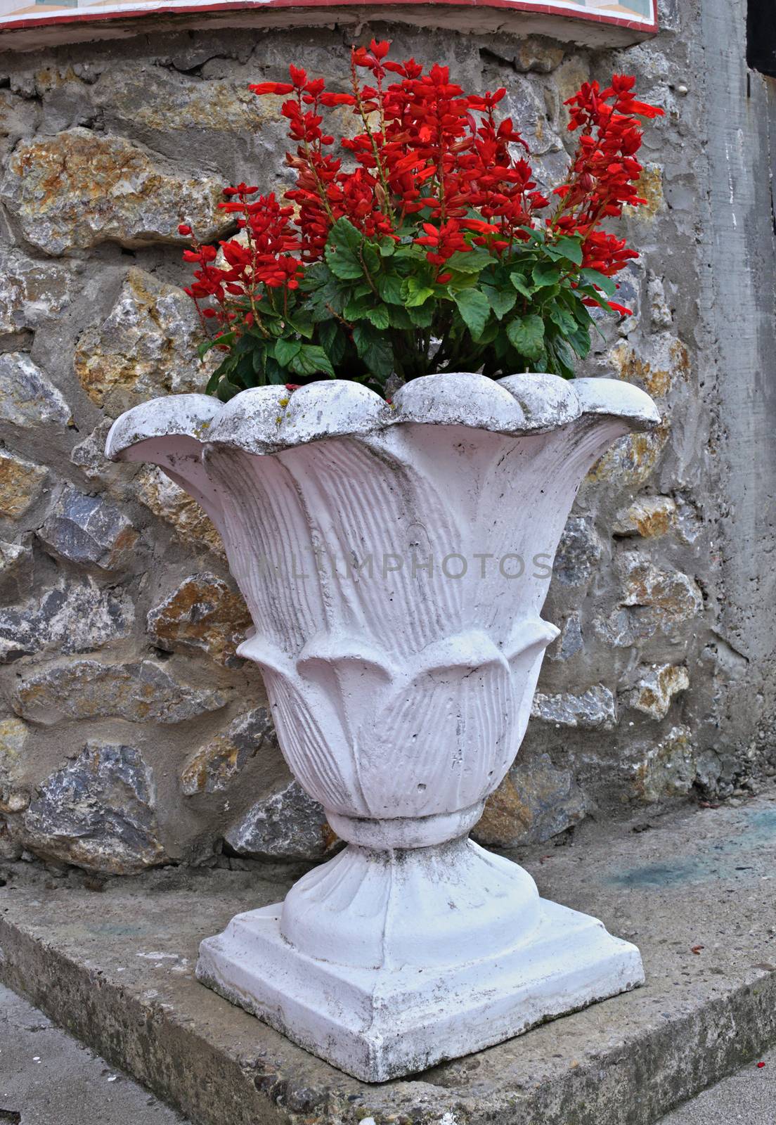 Salvia blooming with red flowers in white concrete pot