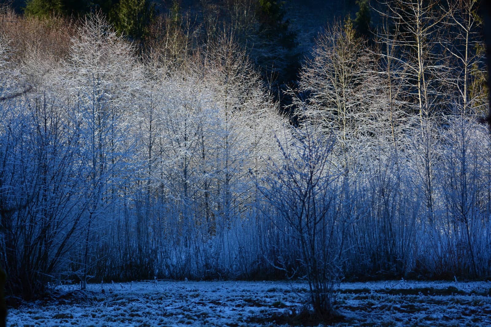 Frost covering trees with sunlight highlighting the tops of the branches