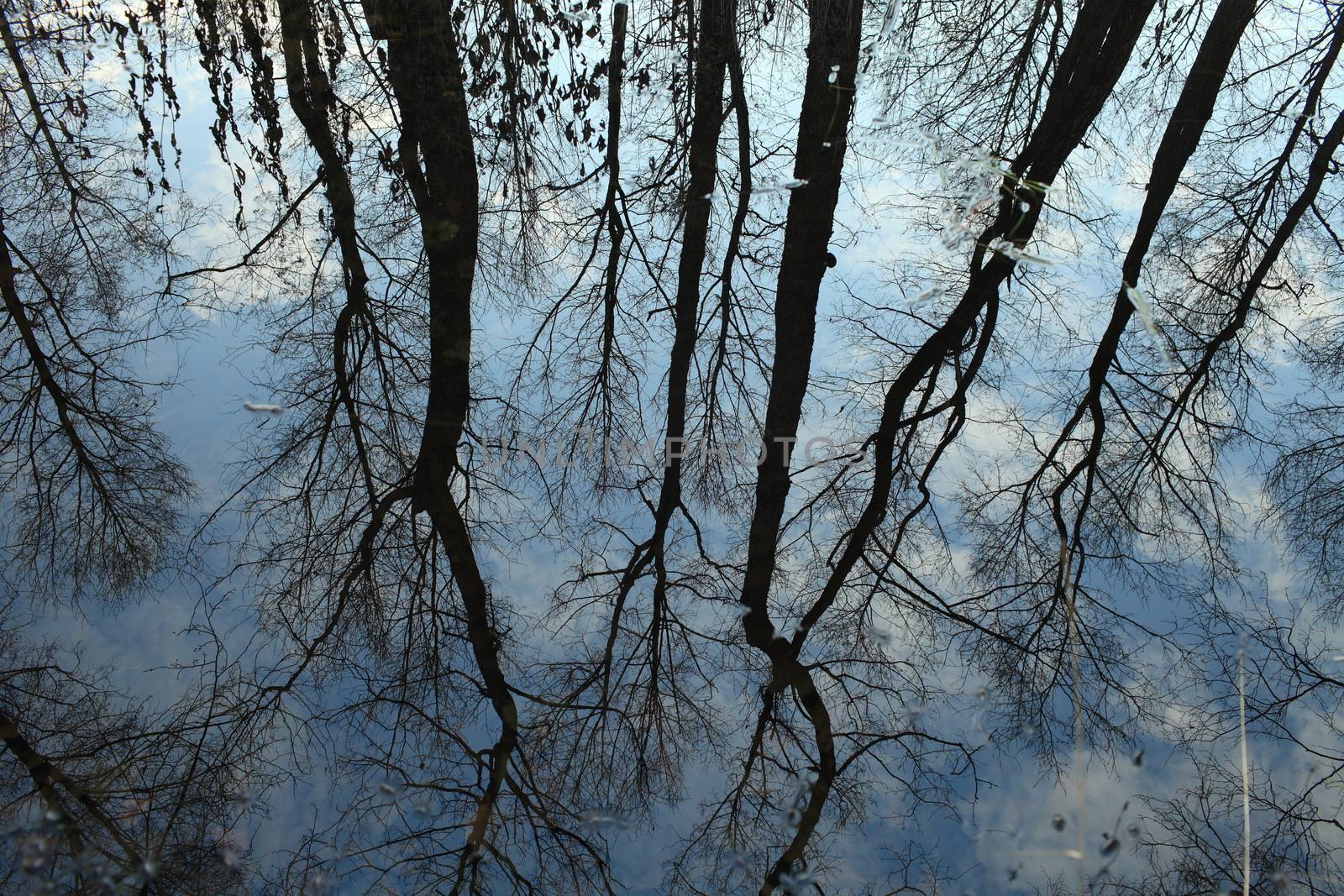 high bare trees in the blue sky are reflected in water