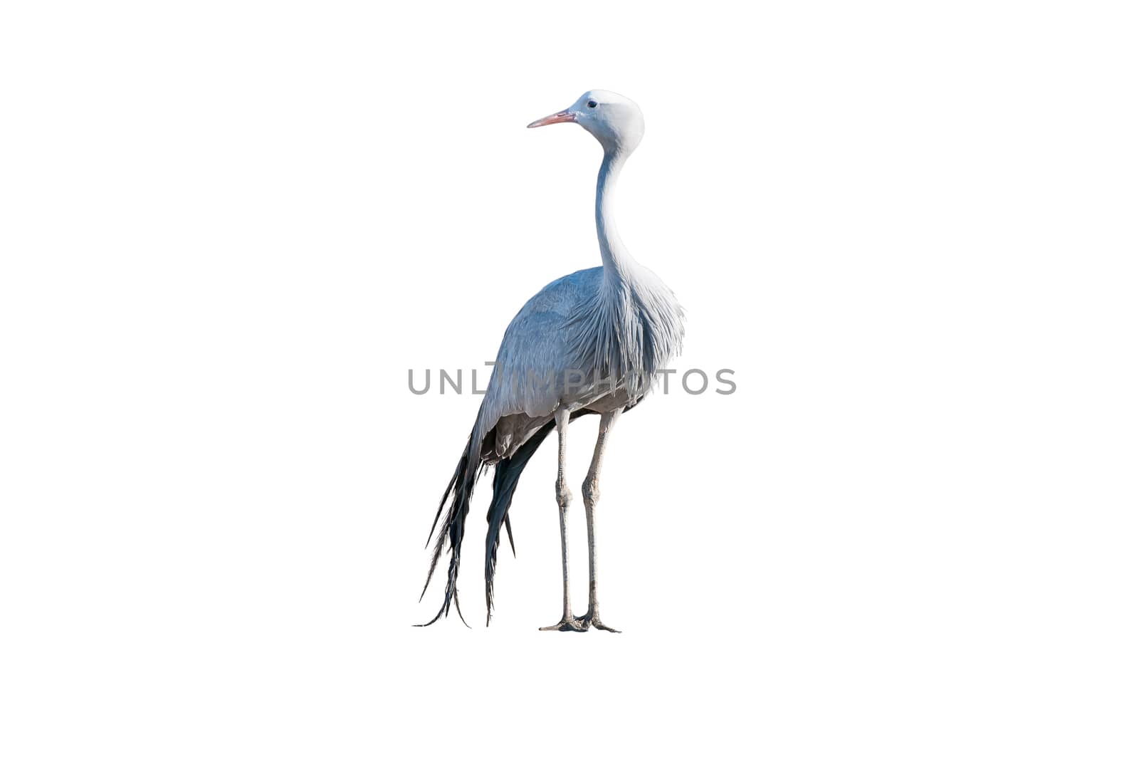 A Blue Crane, Grus paradisea, isolated on white. it is an endangered bird specie endemic to Southern Africa. It is the national bird of South Africa
