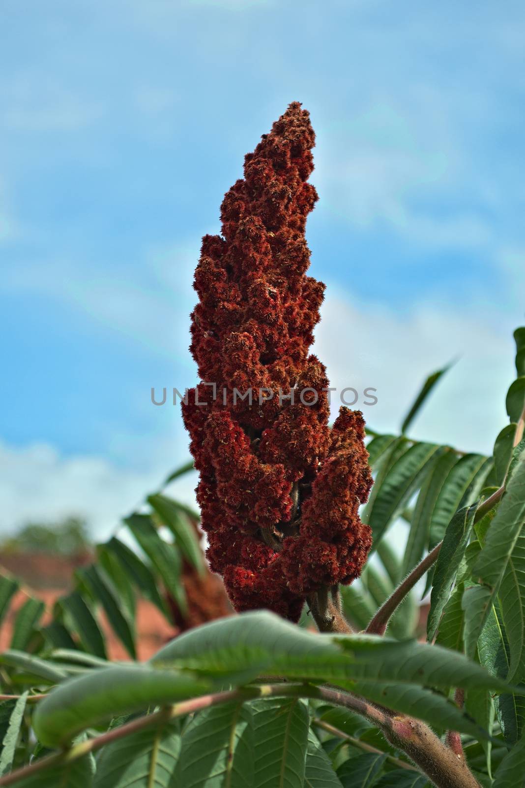 staghorn sumac tree big red flower in garden by sheriffkule