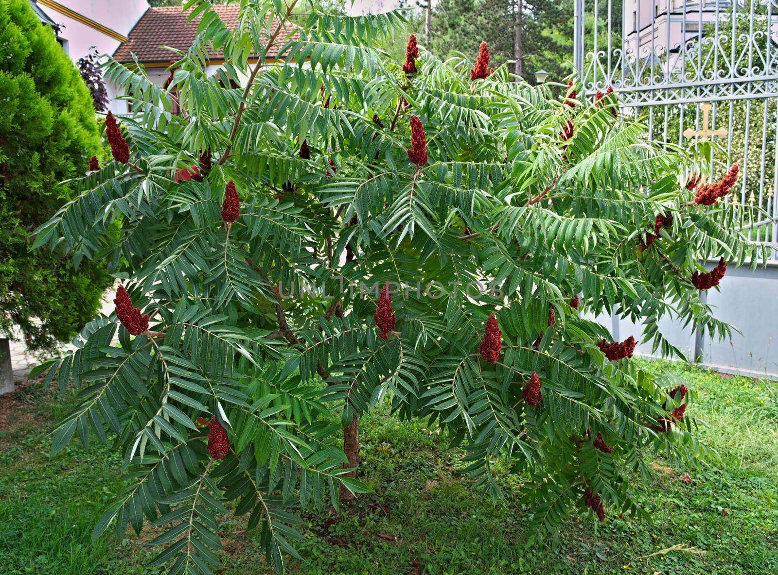 staghorn sumac tree with big red flowers in garden by sheriffkule