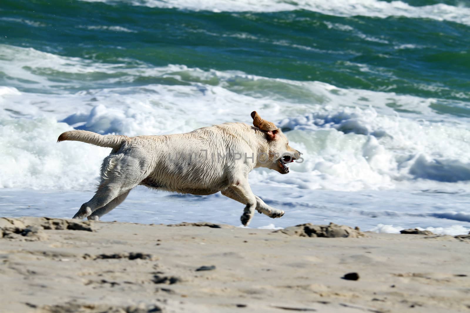 yellow labradors running to the sea in summer