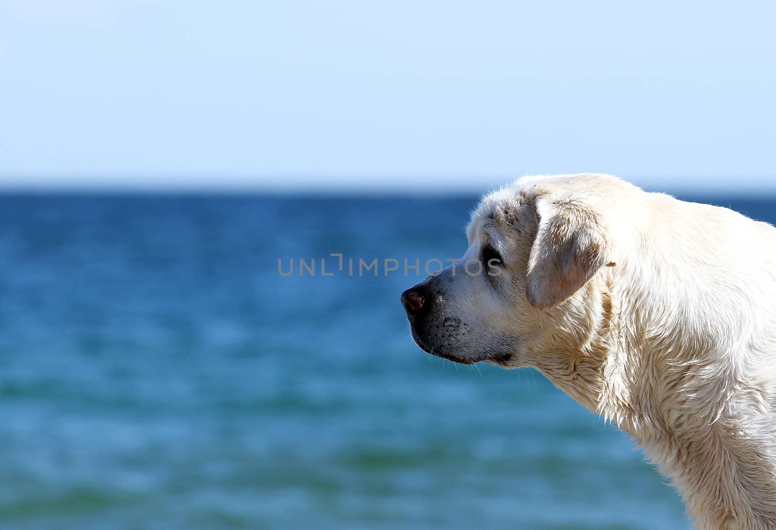 the yellow labrador playing at the sea in summer portrait