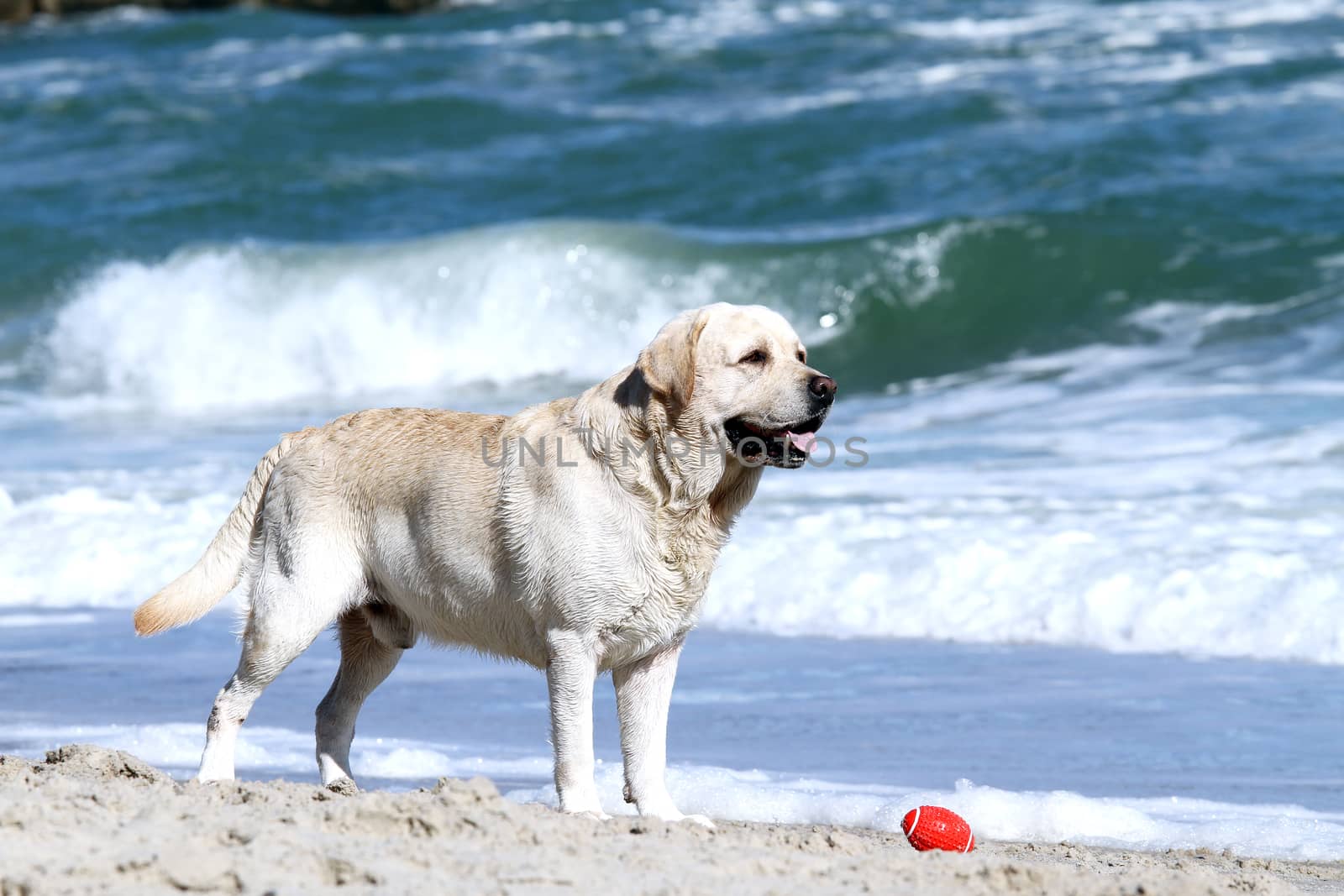 a yellow labrador playing at the sea in summer