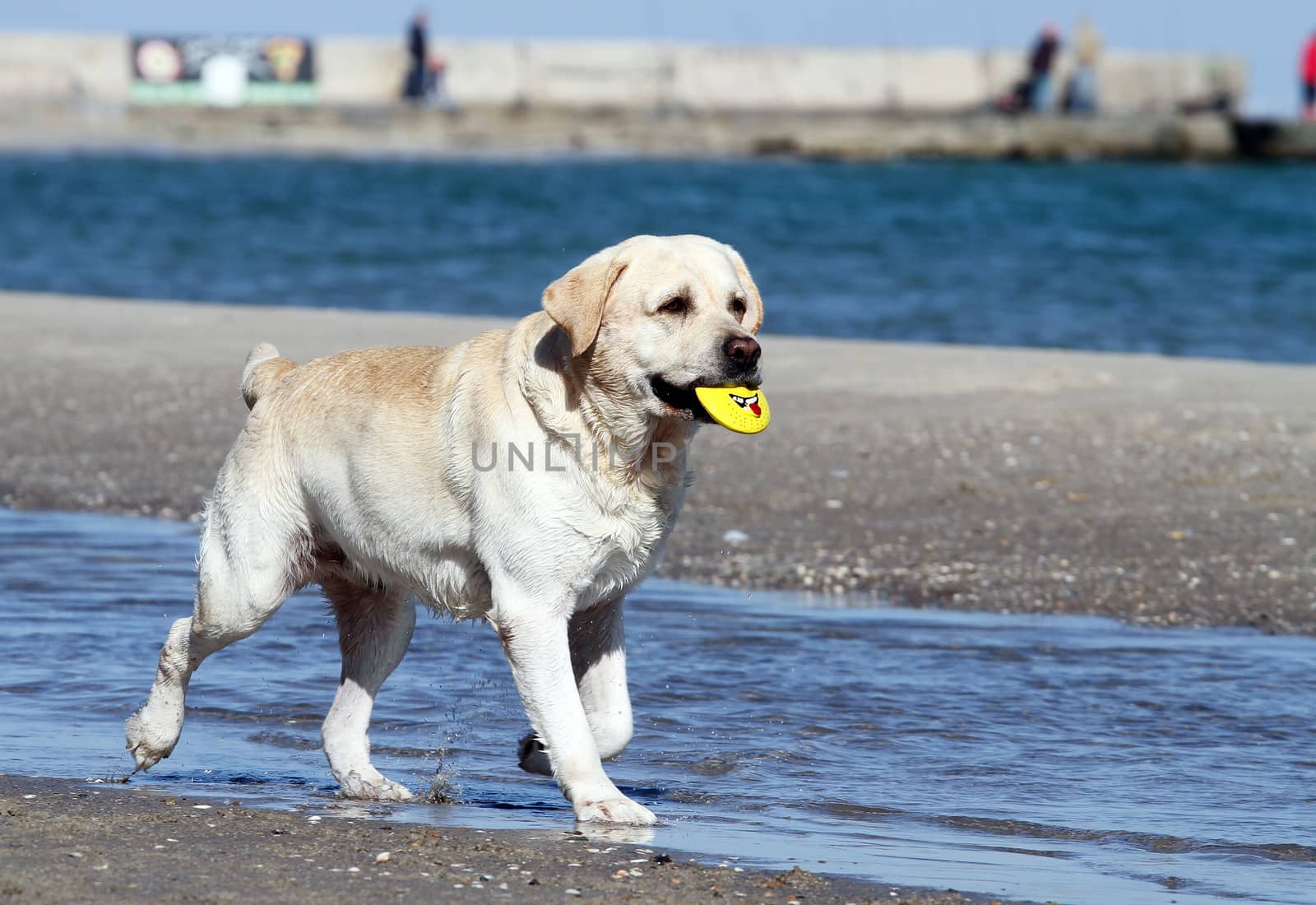 the yellow labrador playing at the sea in summer
