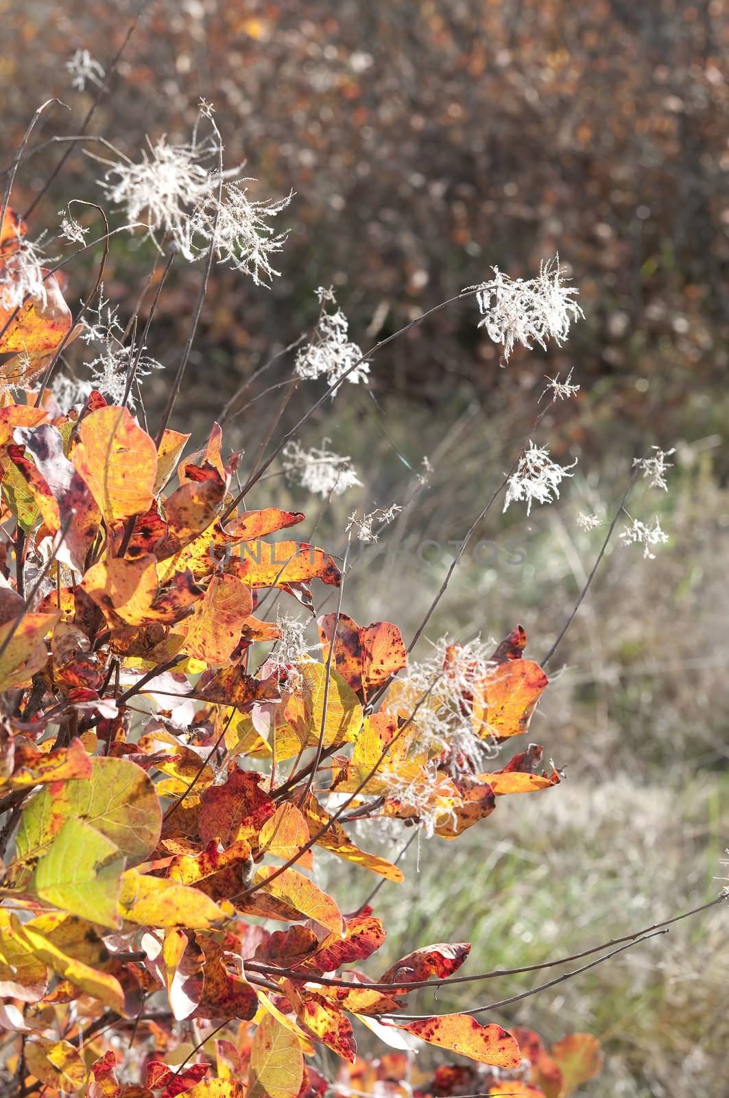 the colors of autumn in the nature of the Carso, Italy