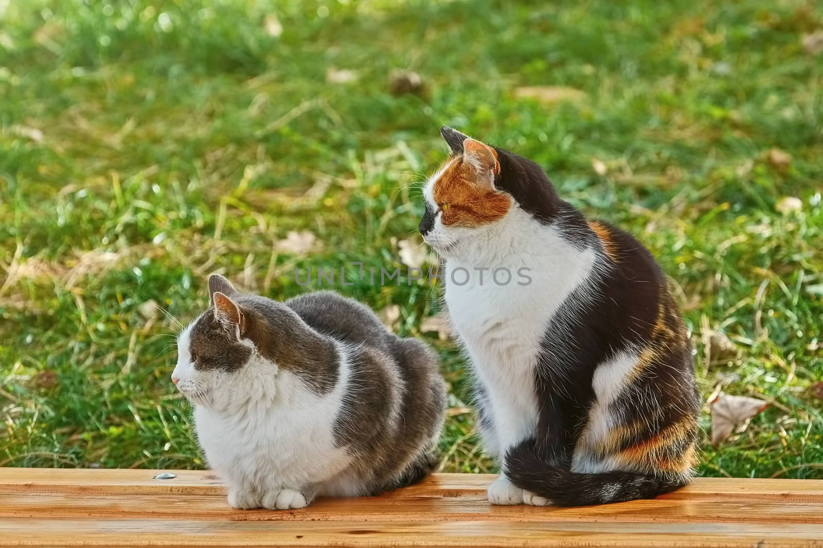 Two Cats Sitting on the Wooden Bench