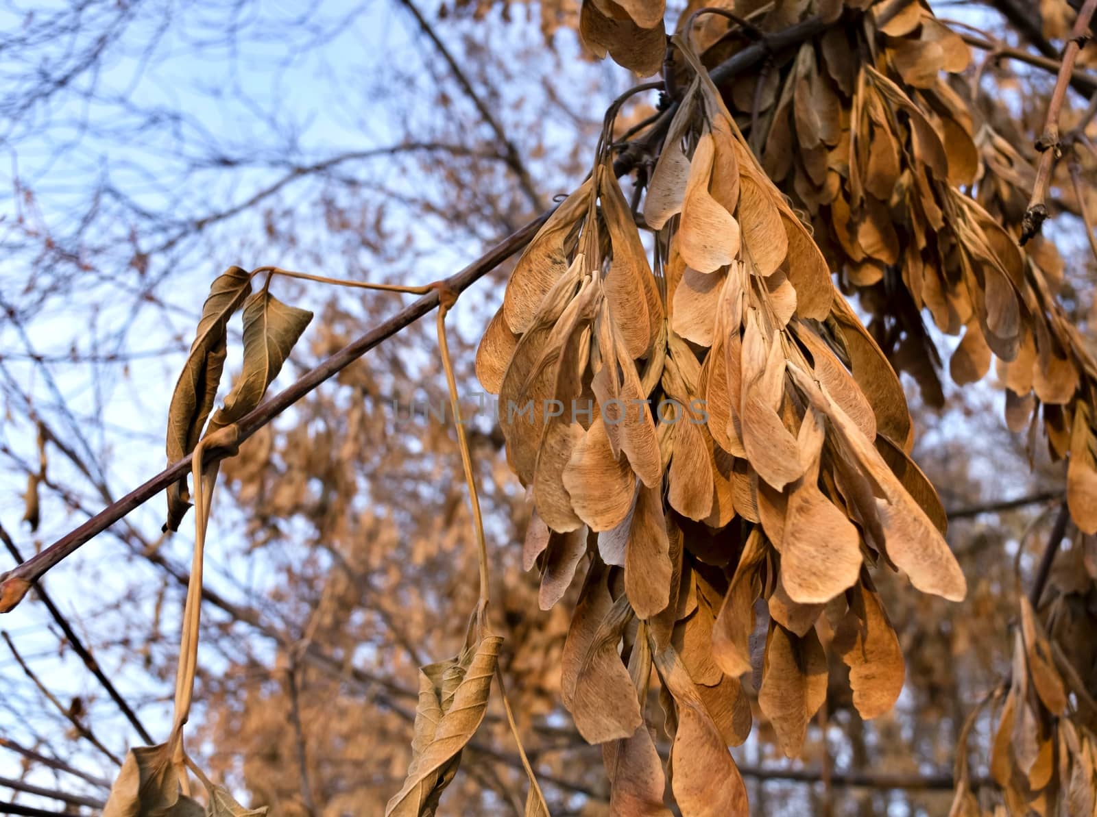 dry maple seeds on a branch in late autumn on blue sky background