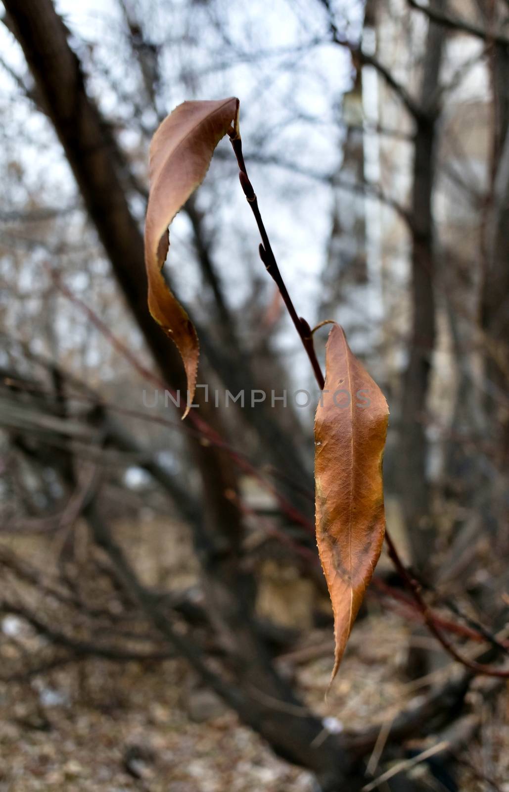 dry leaves on the branch in late autumn on blurred landscape