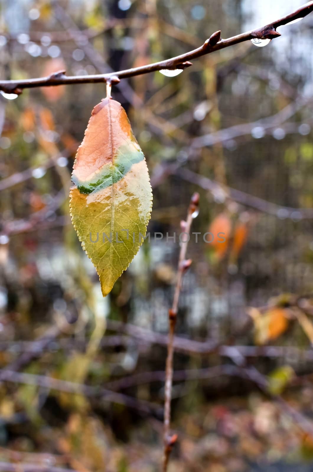 colorful autumn leaves with cold rain drops on a branch
