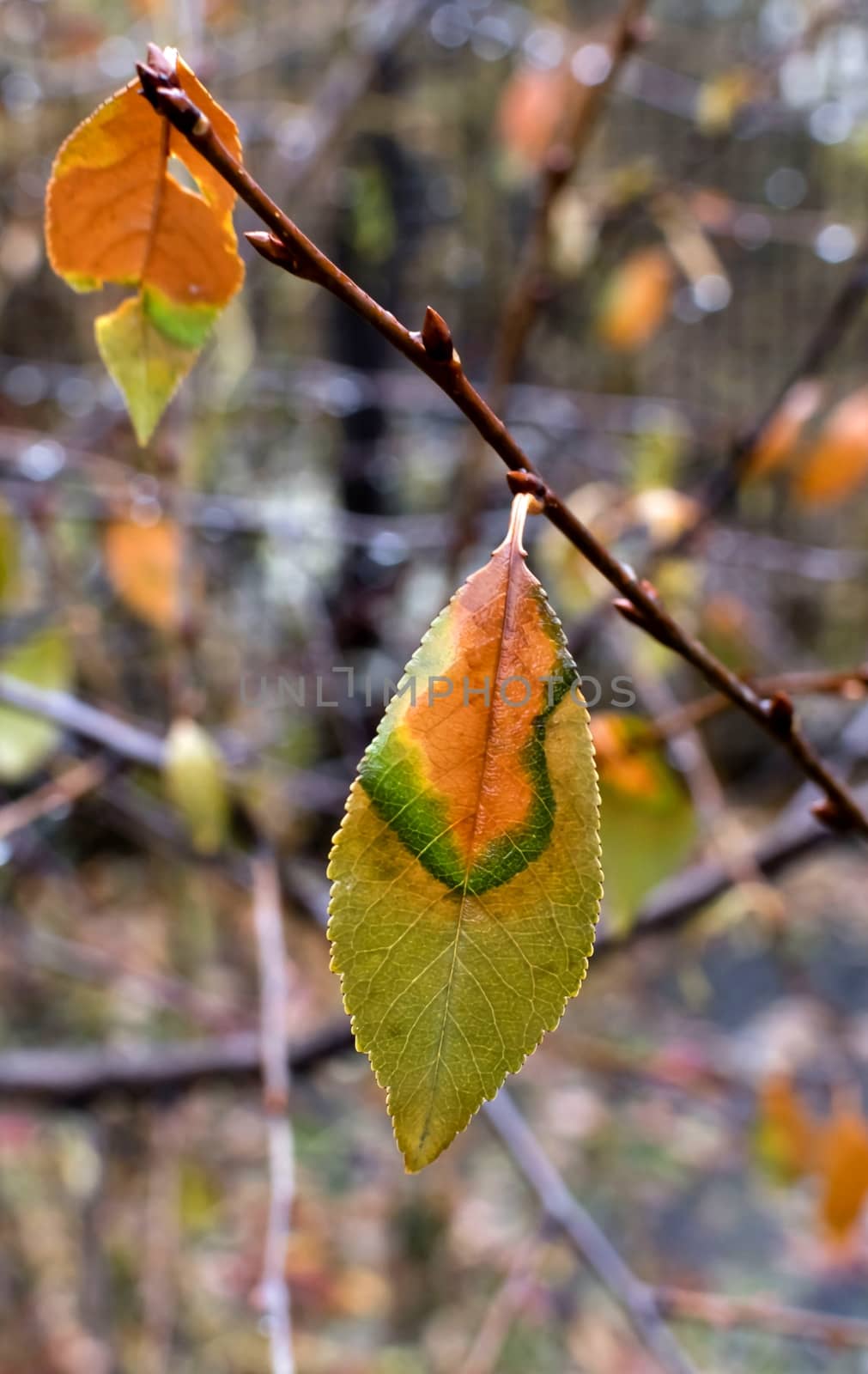 colorful autumn leaves with rain drops on a branch, macro by valerypetr