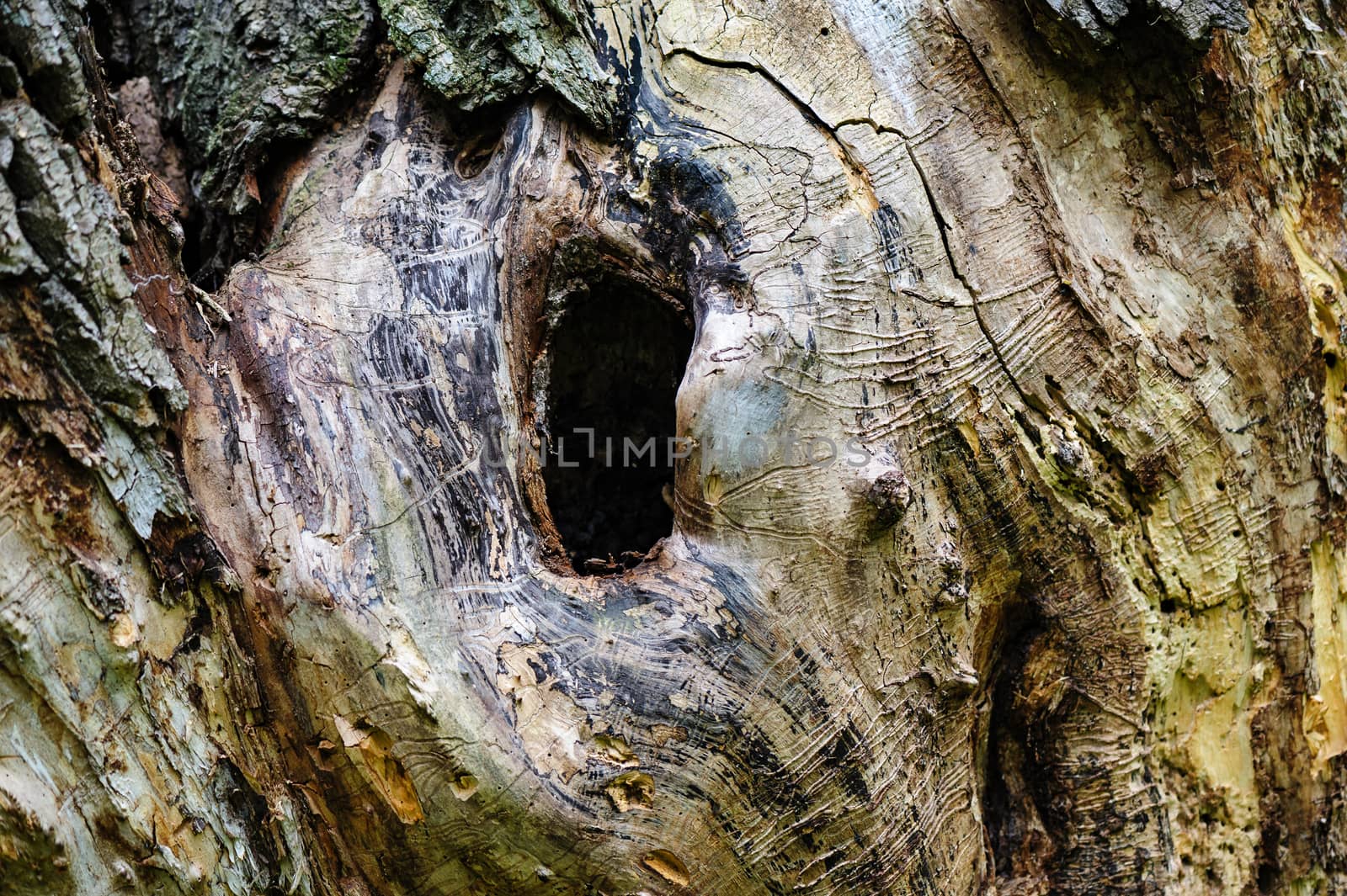 hollow hole in a old dry weatherred tree without bark