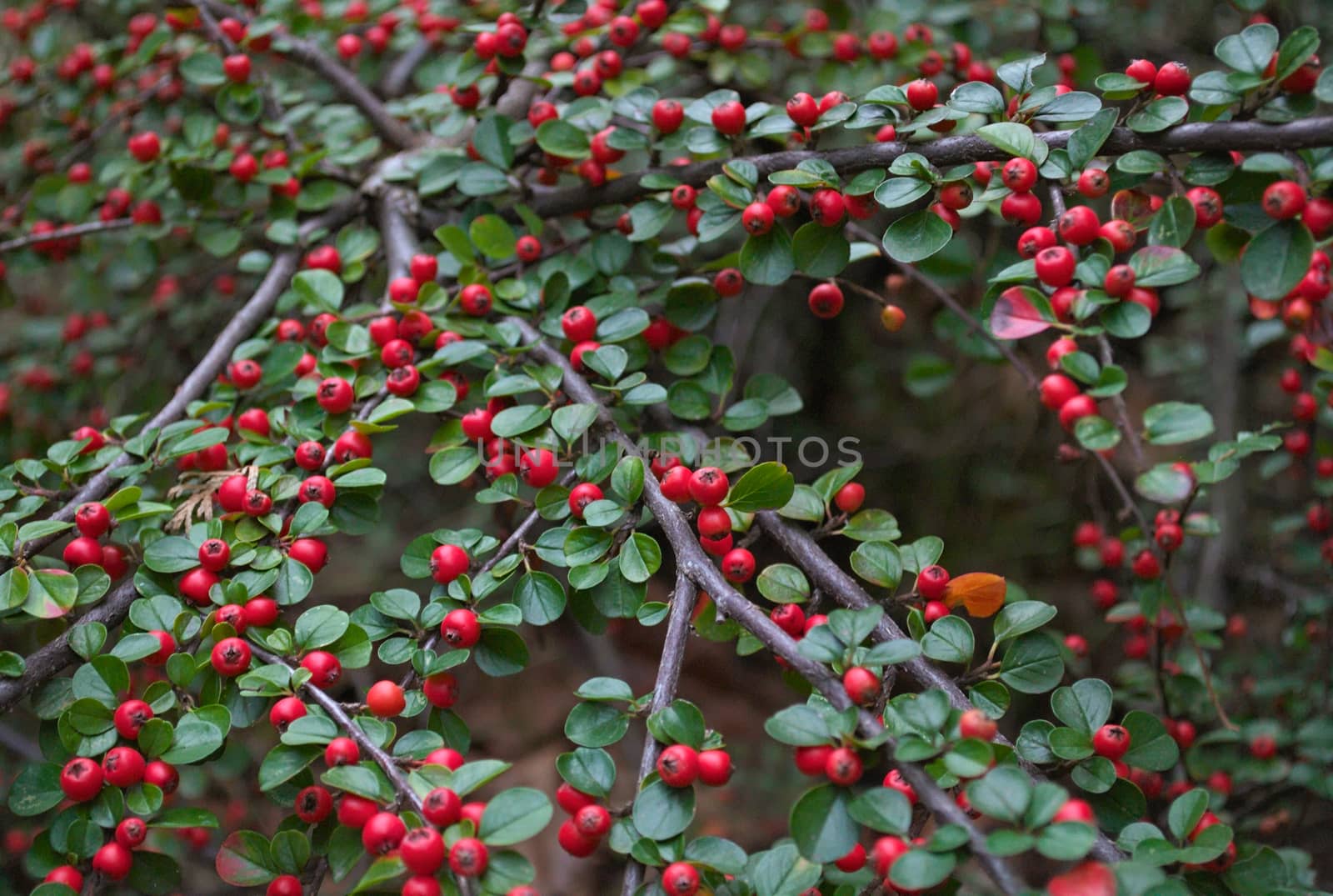 Abundance of small red berries on a bush, autumn time by sheriffkule