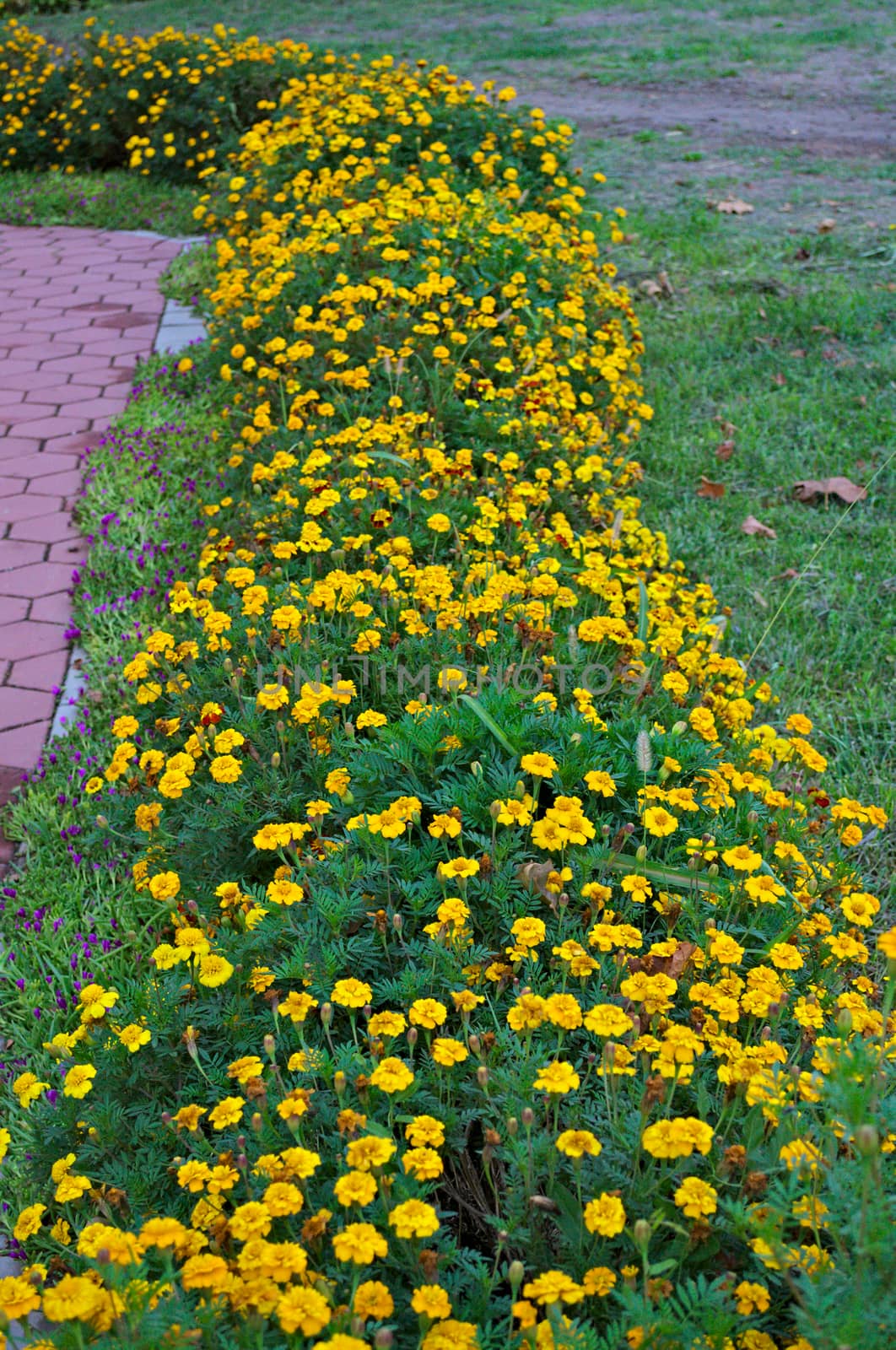 Row of plants blooming with yellow flowers in garden by sheriffkule