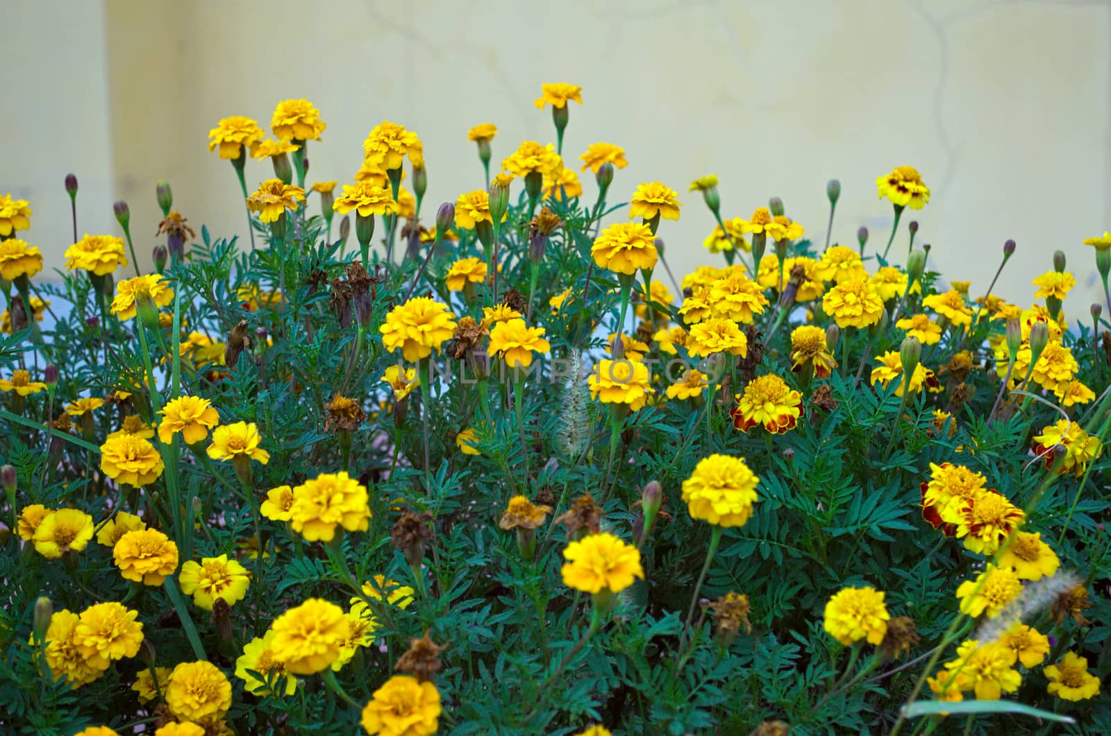 Abundance of plants with yellow blooming flowers