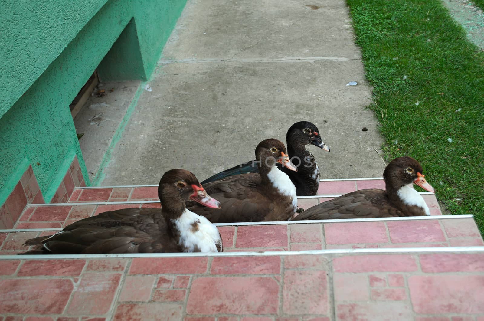 4 ducks sitting on stairs tiles at front entrance of the house by sheriffkule