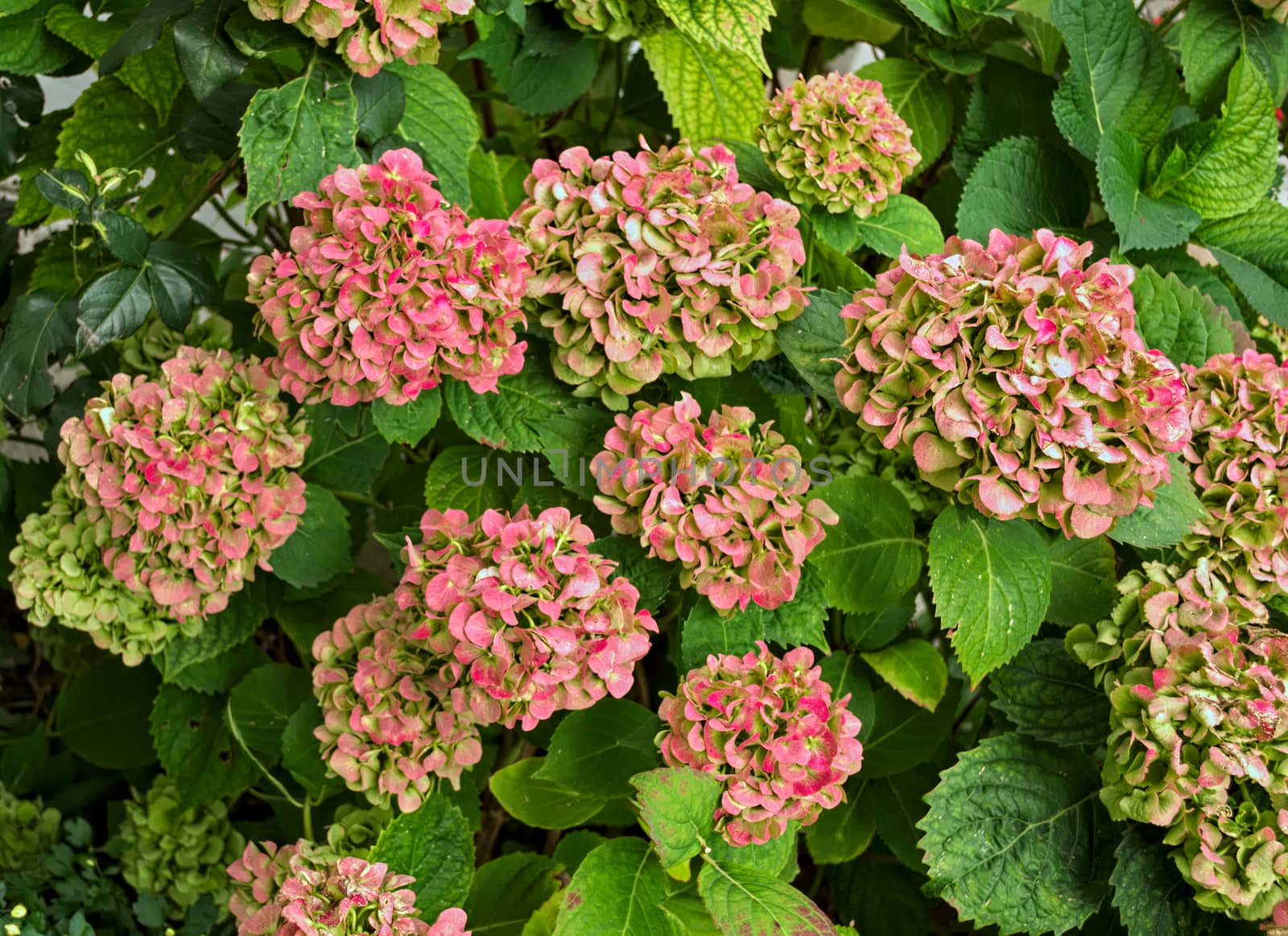 Bush blooming with big reddish flowers, closeup by sheriffkule