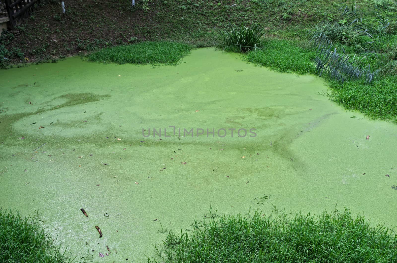 Bog with green stuff on it, closeup by sheriffkule