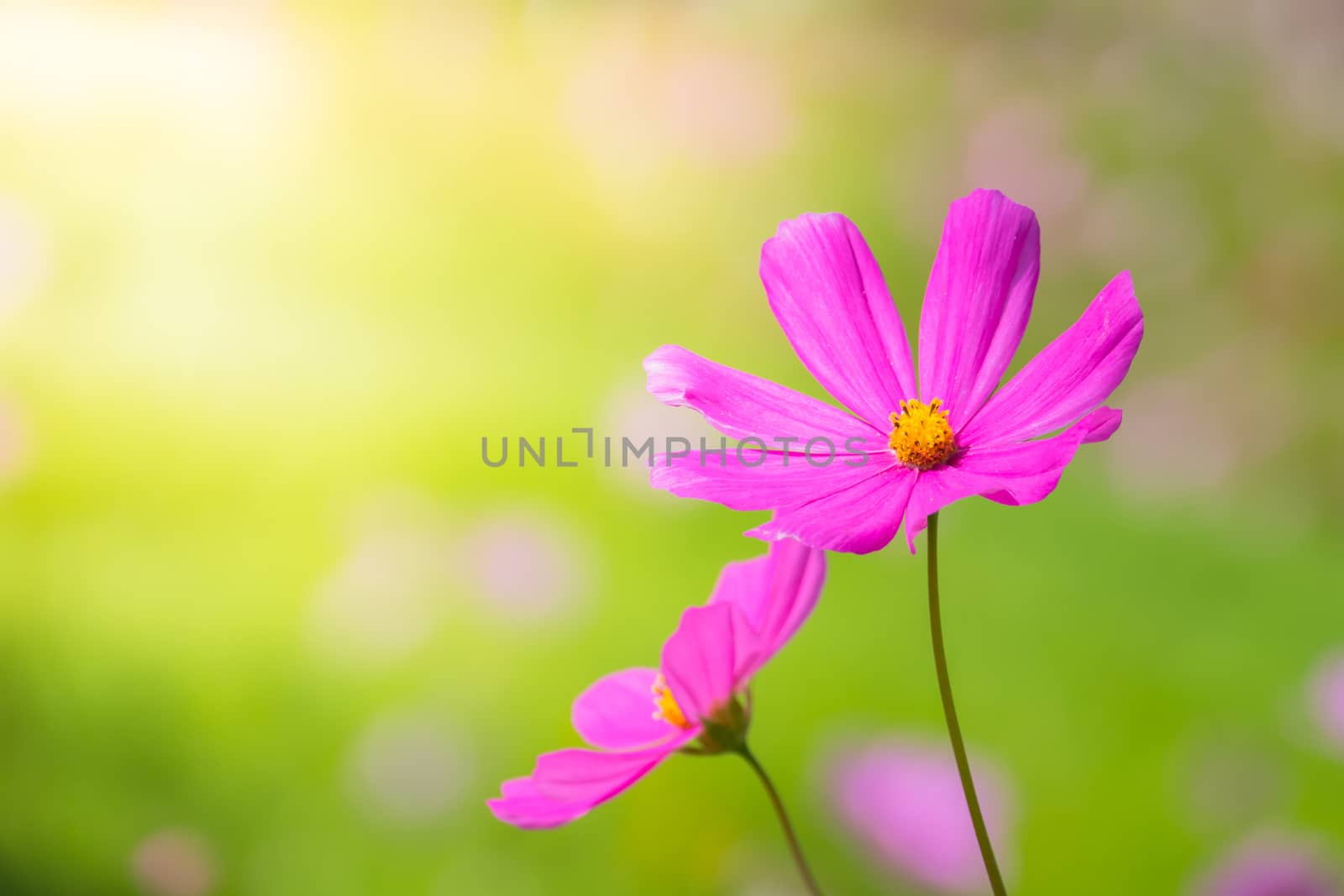  Beautiful Cosmos flowers in garden