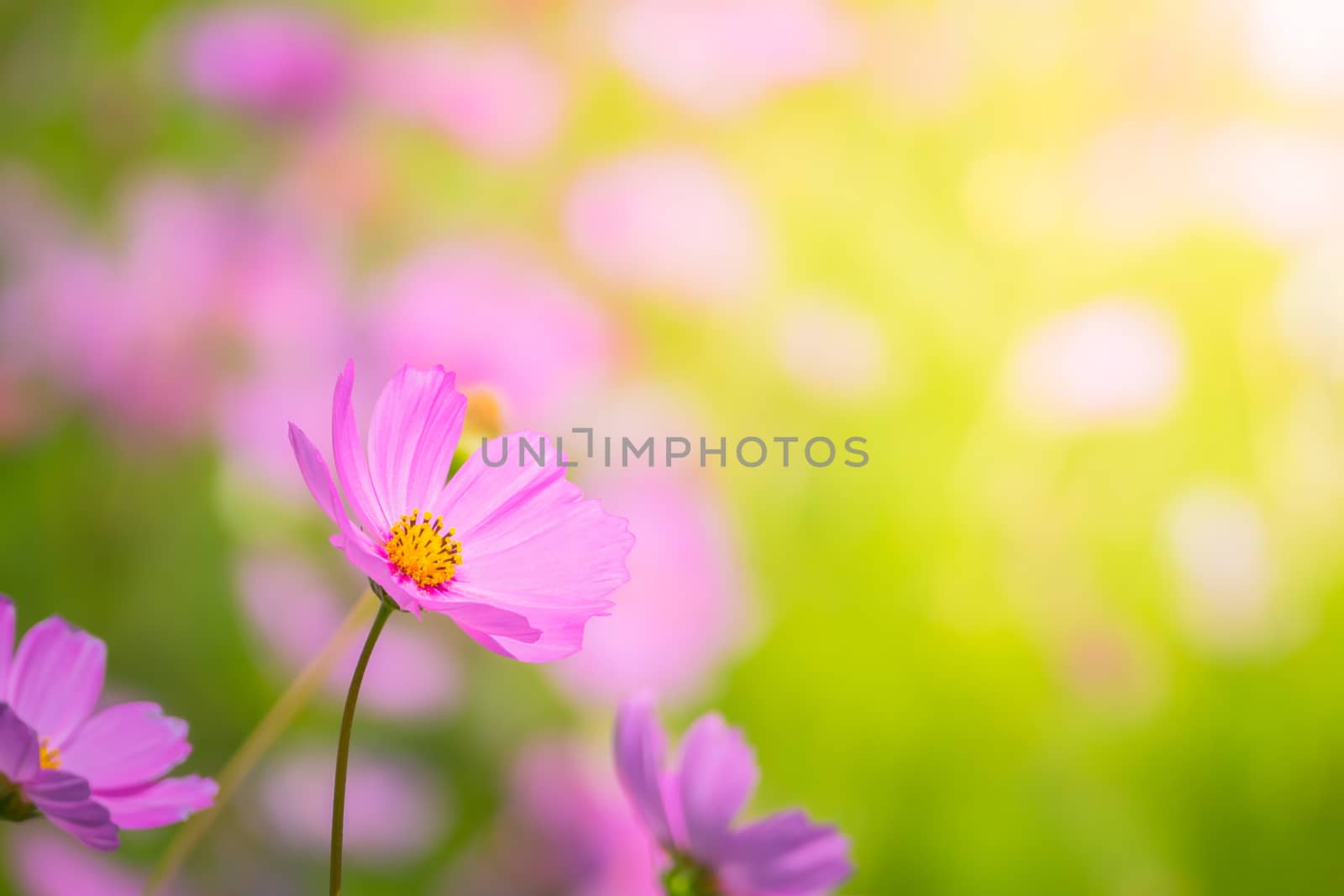  Beautiful Cosmos flowers in garden